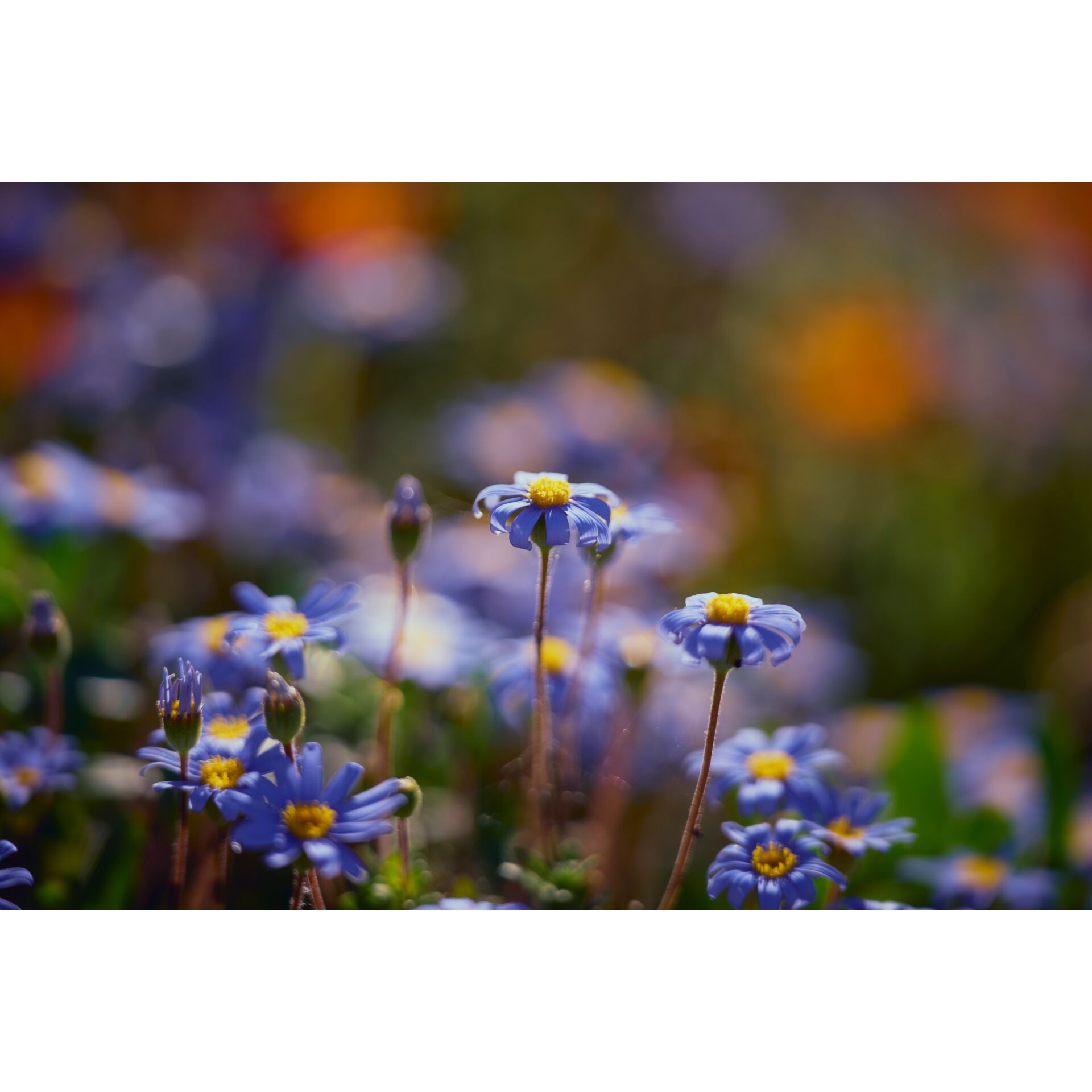 Blumen, Blaue Blume, Gartenpflanze, Gelber Blütenmittelpunkt, Mikro-Fotografie
