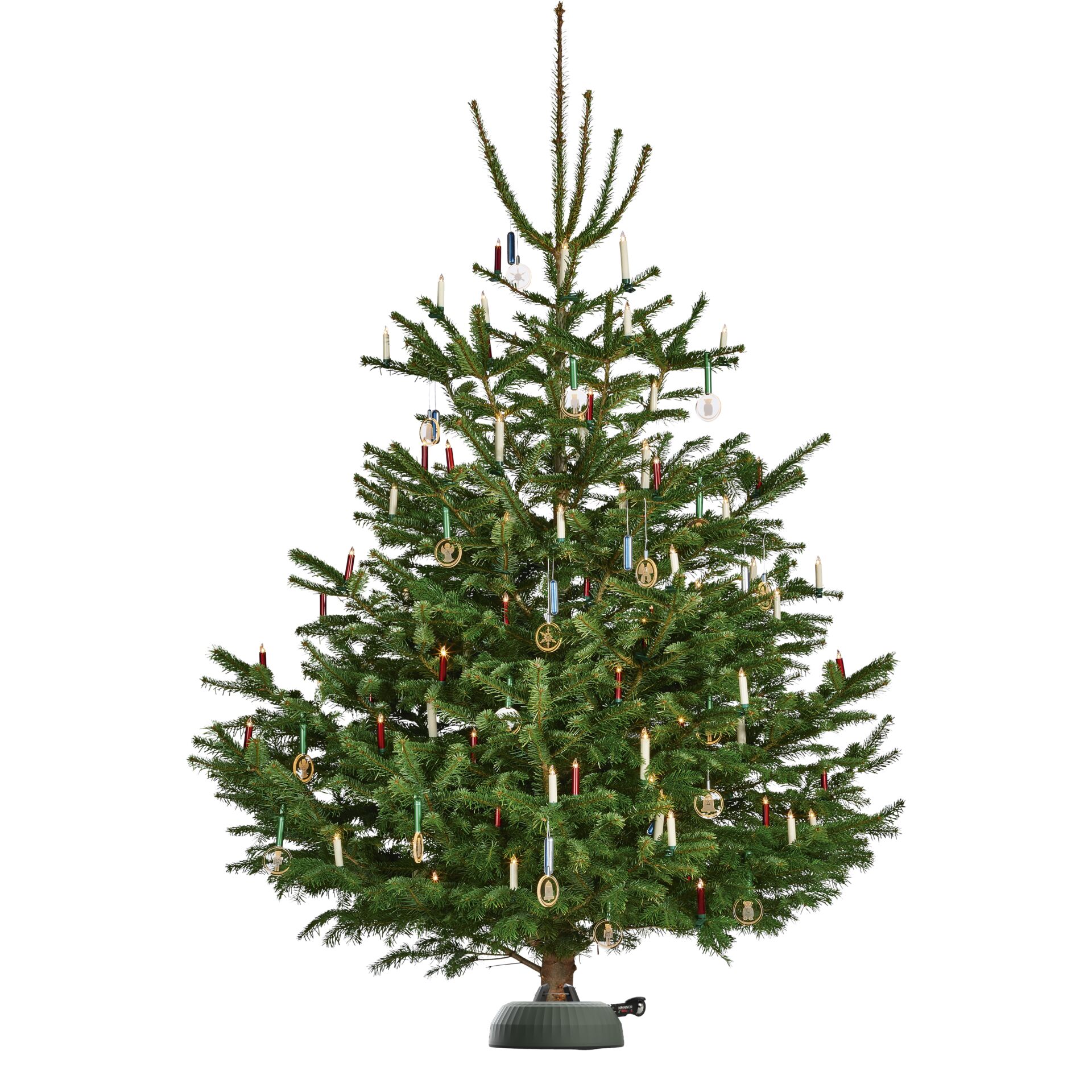 Pflanze, Baum, Kiefer, Tanne