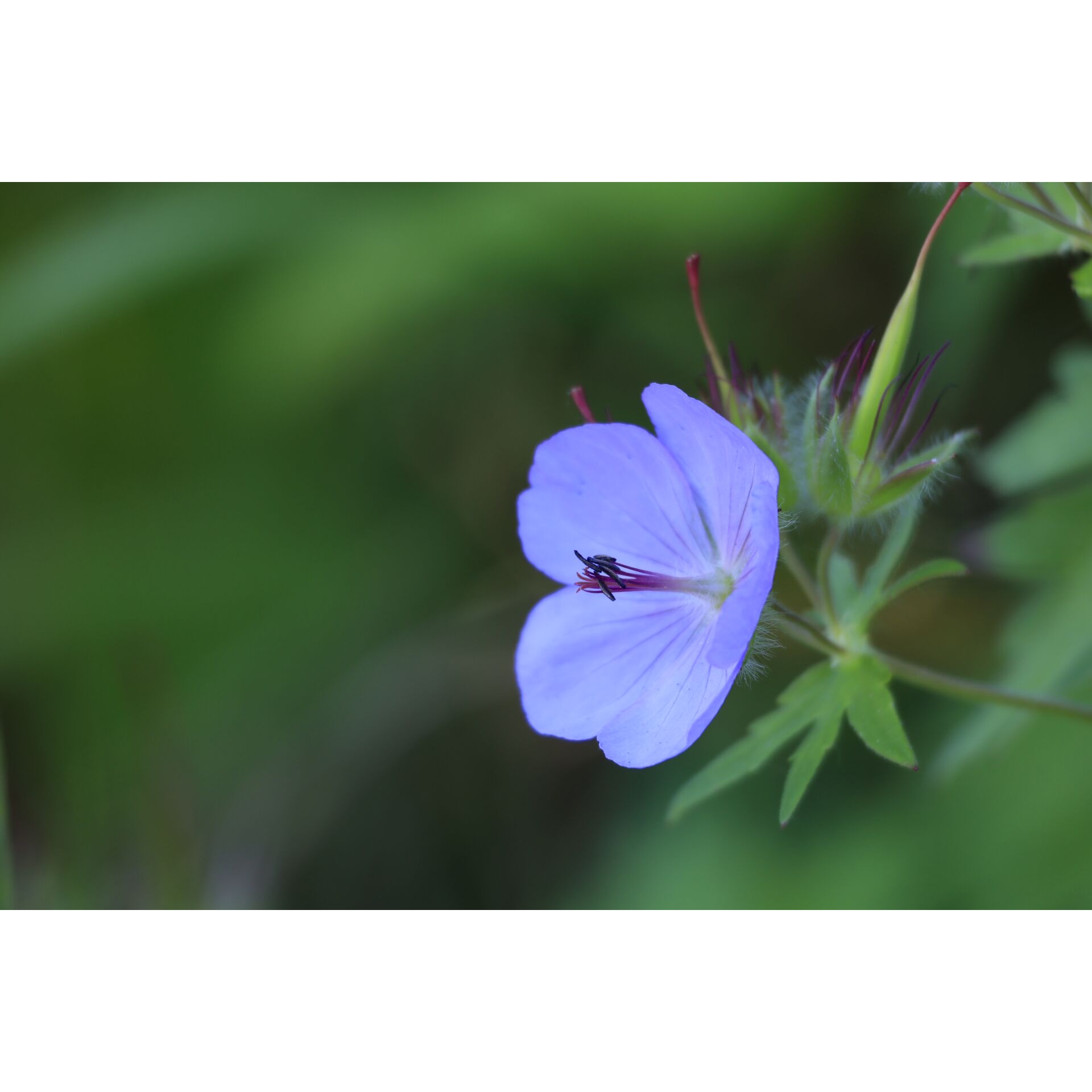 Blume, Geranie, Pflanze, Blütenblatt