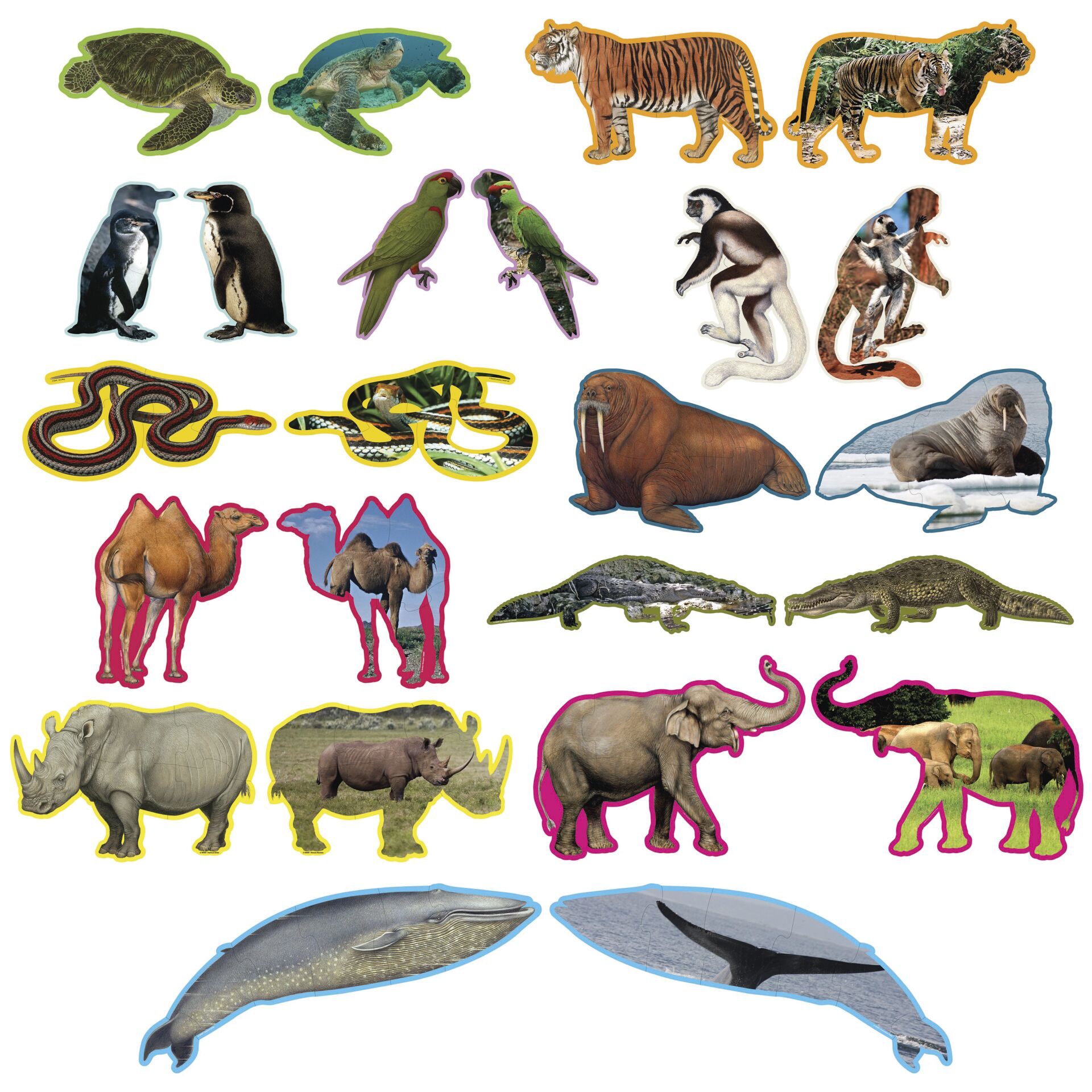 Pinguin, Schildkröte, Fische, Elefant, Dinosaurier