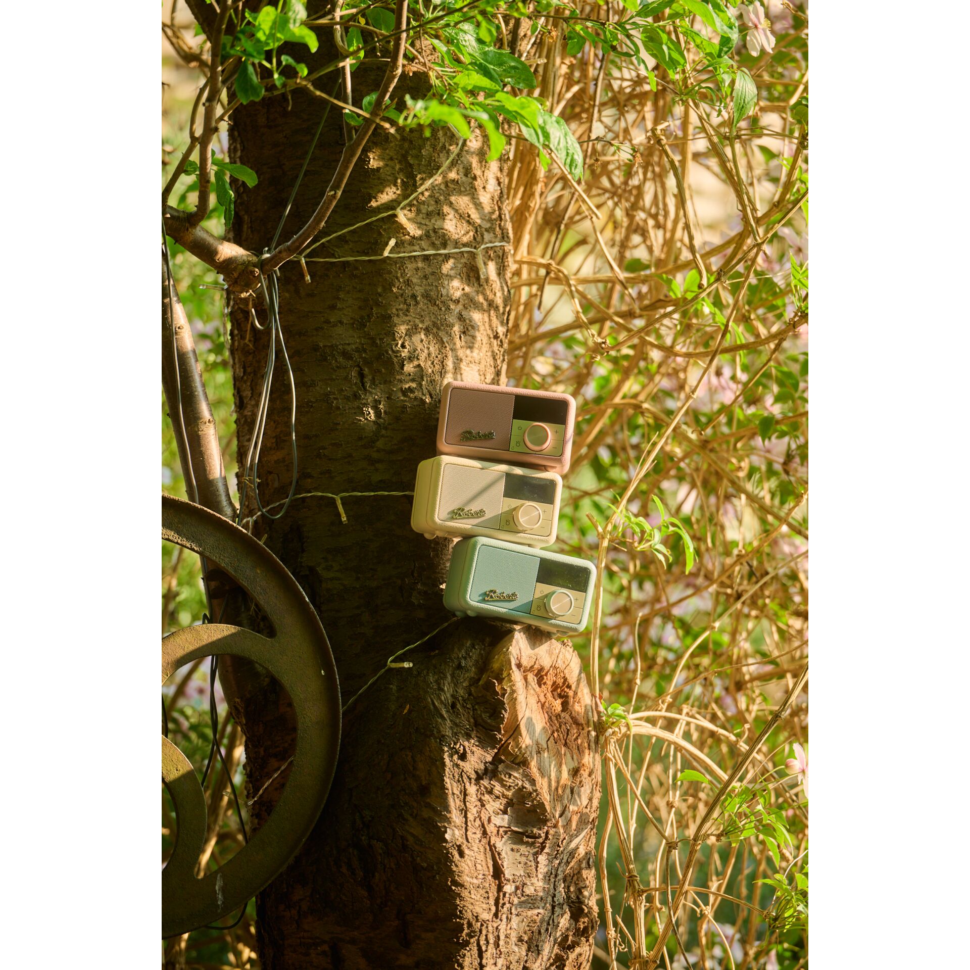 Pflanze, Baum, Baumstamm