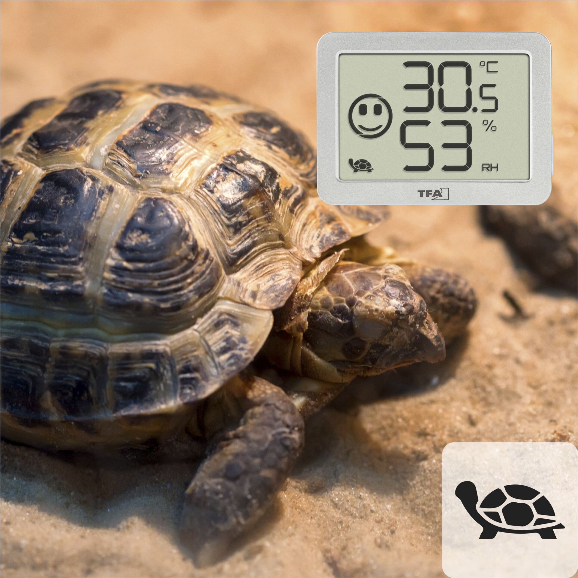 Tier, Reptil, Leben im Meer, Schildkröte