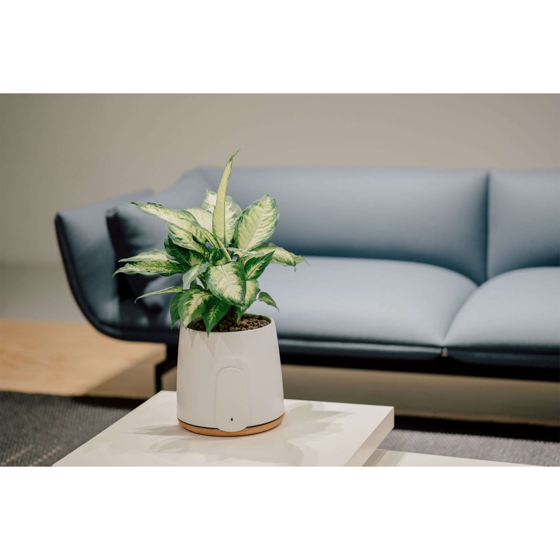 Pflanze, Pflanze im Topf, Pflanzgefäß, Blatt, Couch