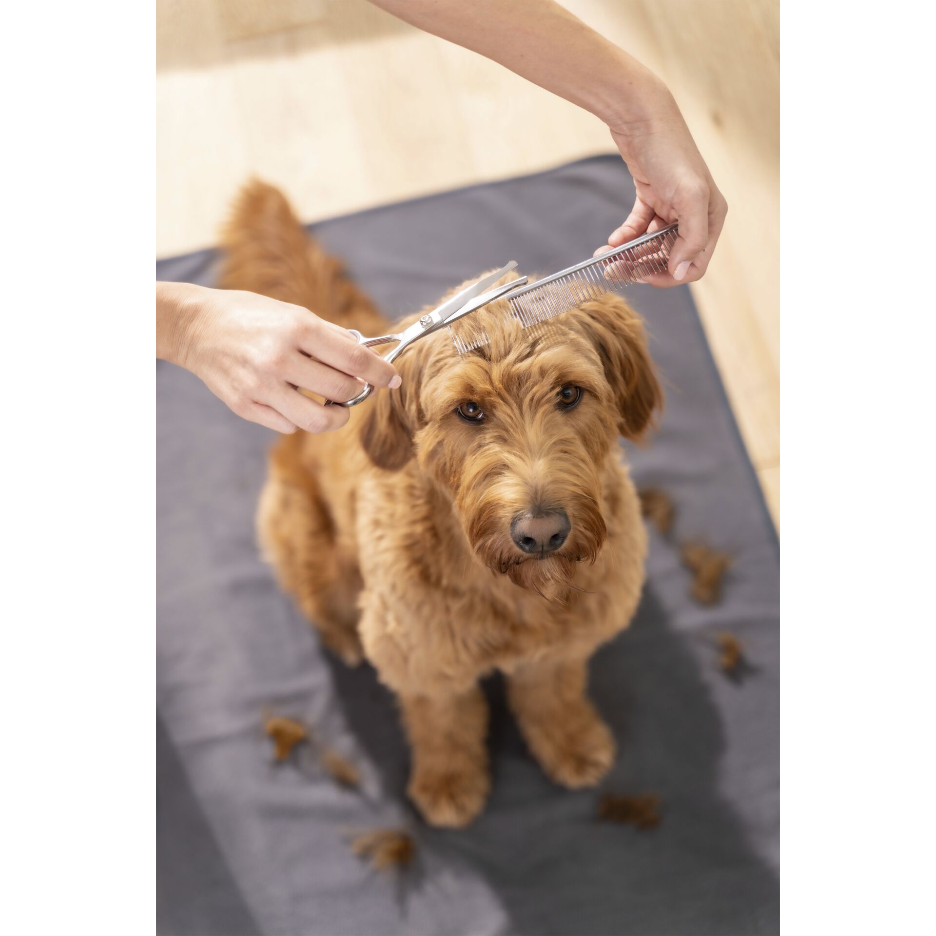 Schere, Hund, Säugetier, Haustier