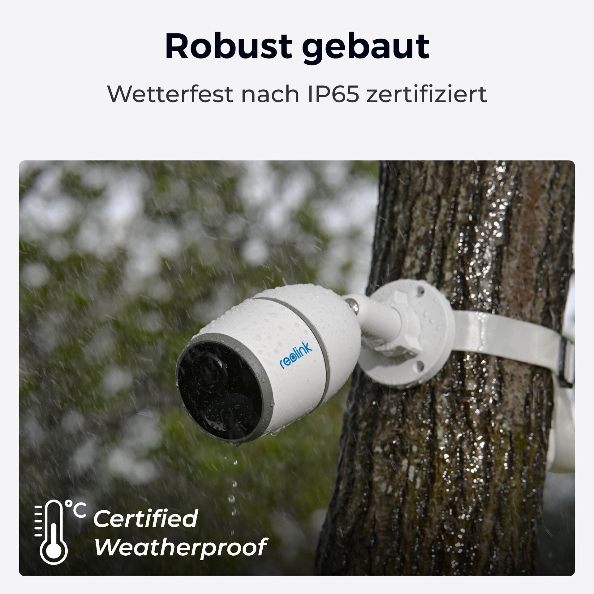 Pflanze, Baum, Person, Sicherheit