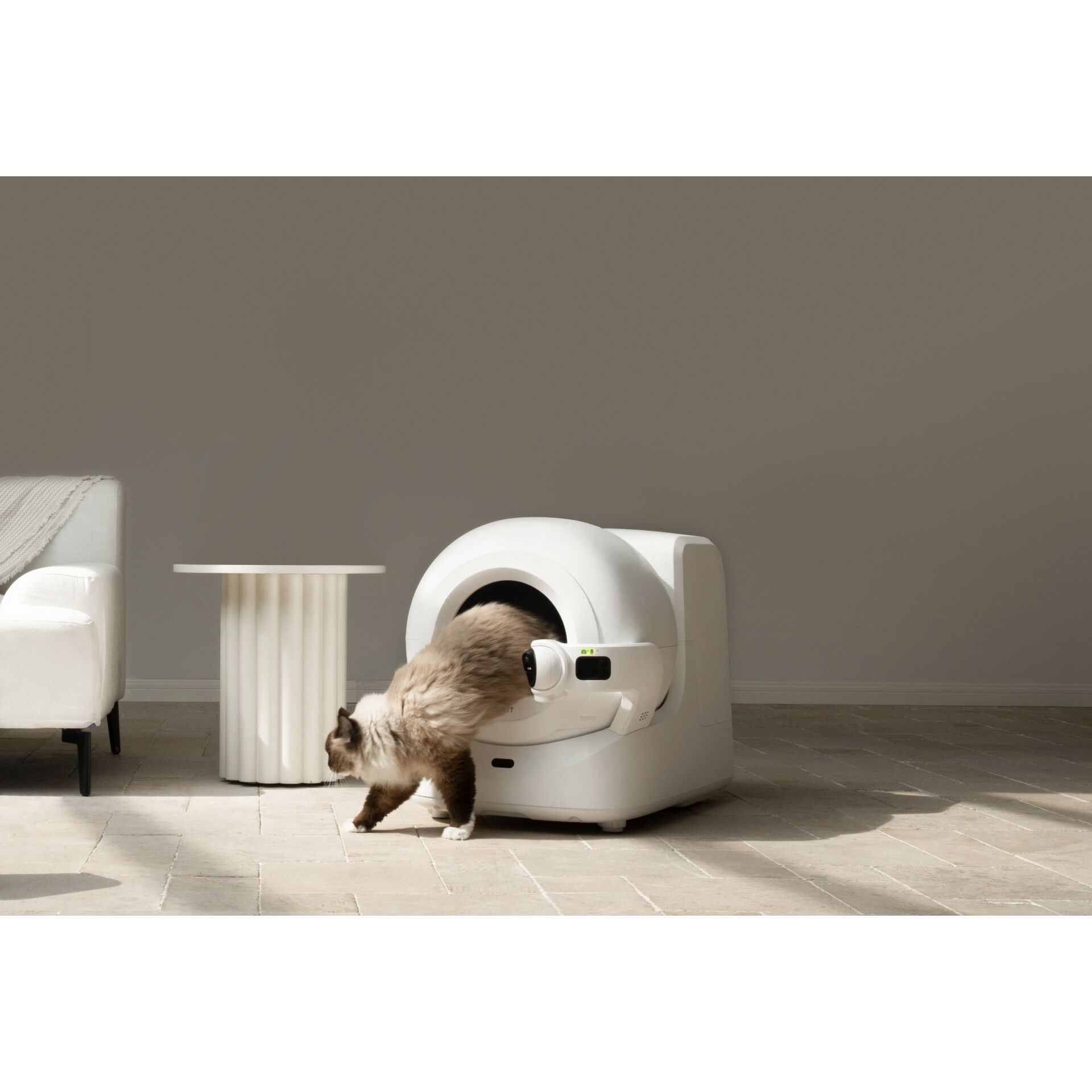 CT-Scan, Tier, Katze, Säugetier, Haustier