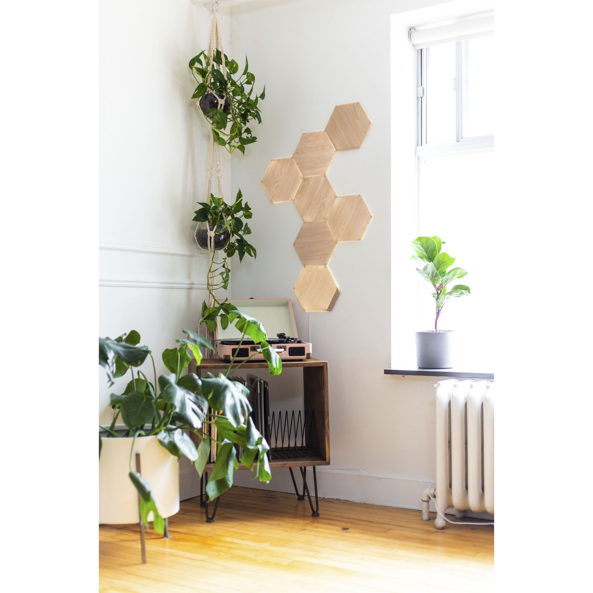 Innenarchitektur, Pflanze, Pflanze im Topf, Pflanzgefäß, Blatt