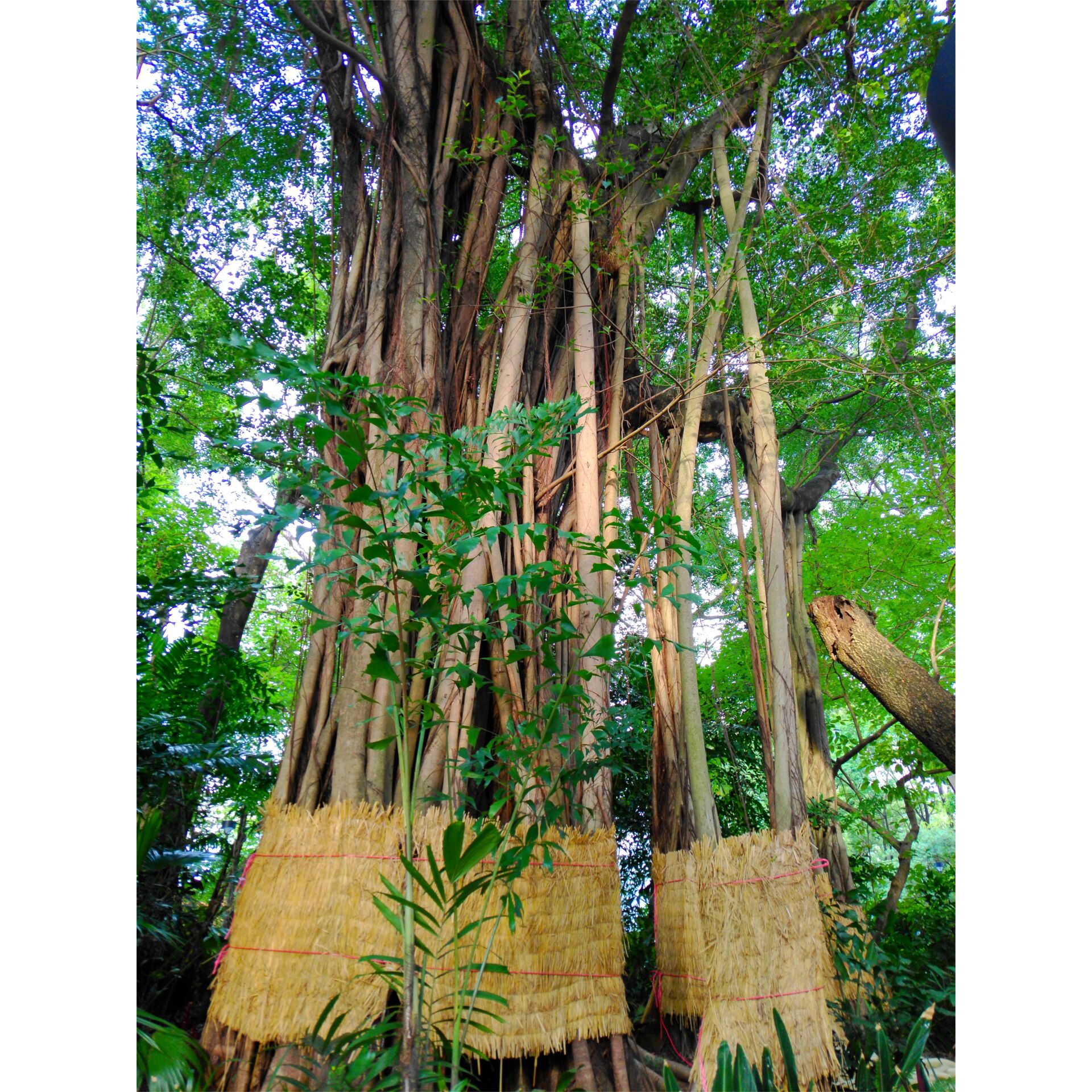 Pflanze, Baum, Banyan, Pflanze, Baum, Banyan