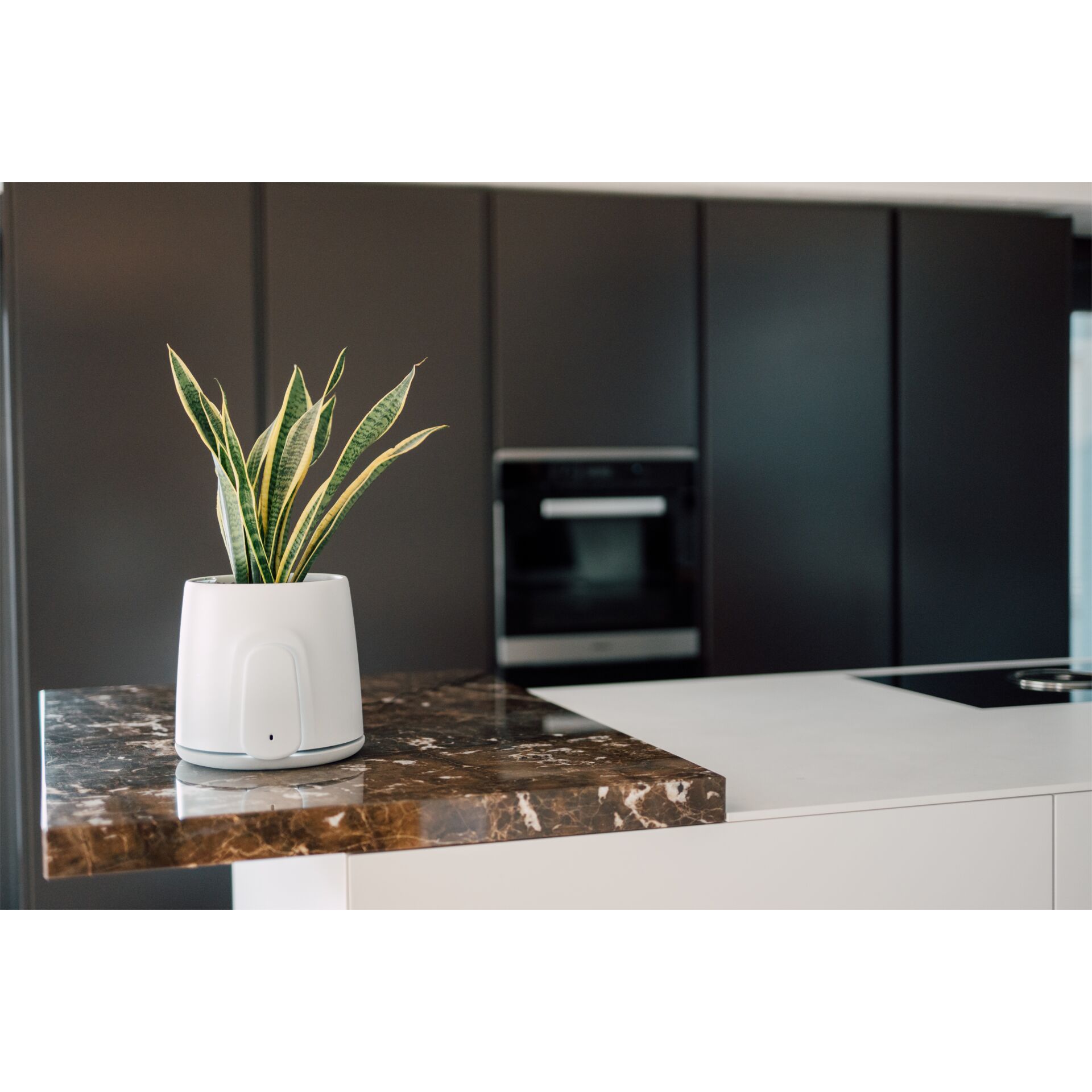 Innenarchitektur, Pflanze, Pflanze im Topf, Krug, Töpferei