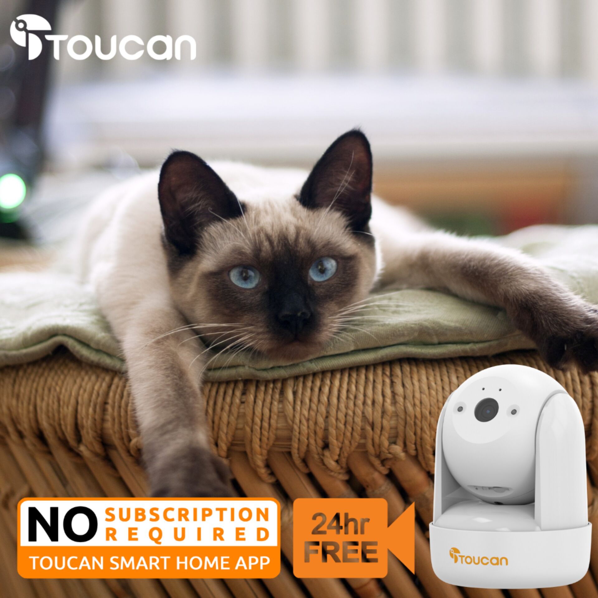 Tier, Katze, Säugetier, Haustier