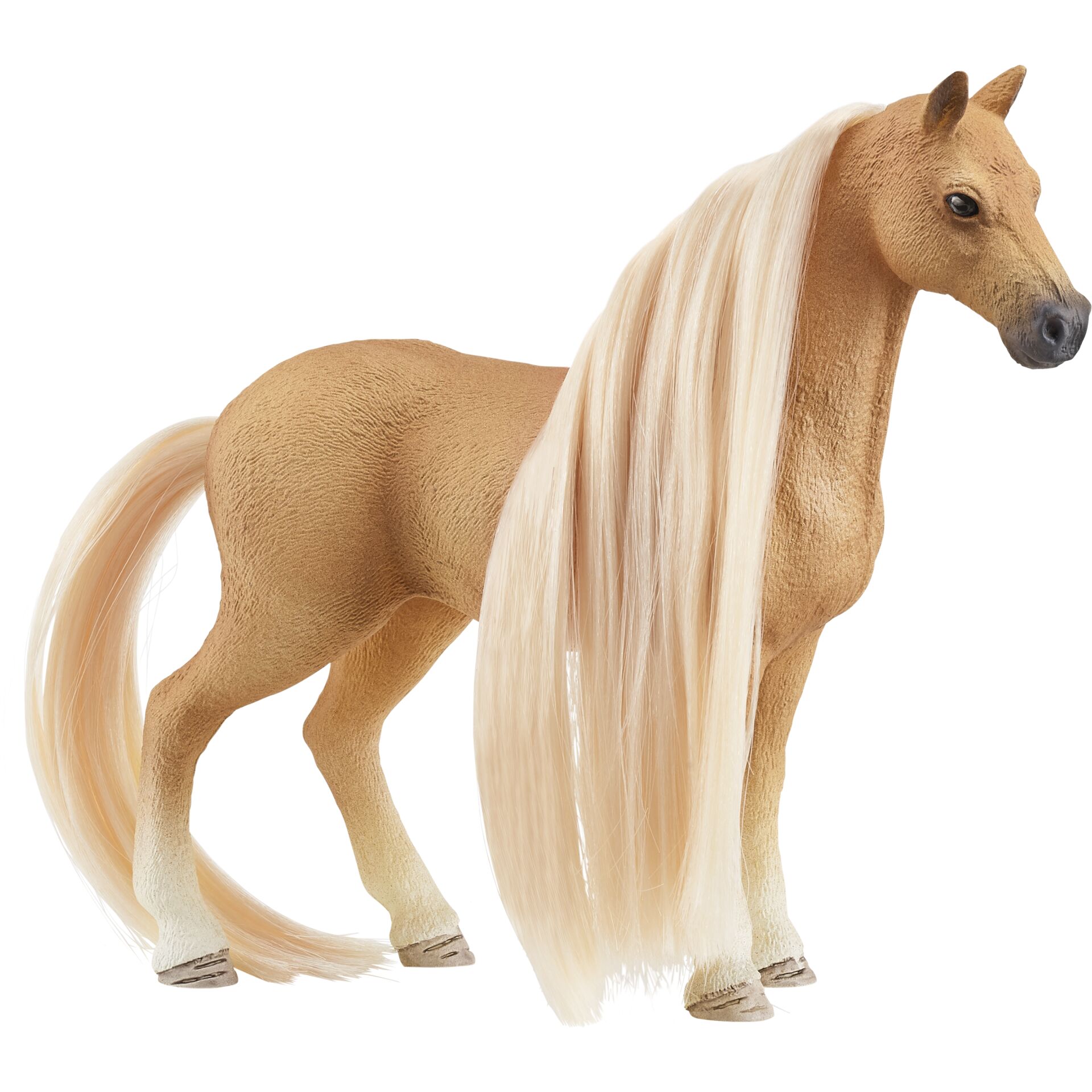 Tier, Colt Horse, Pferd, Säugetier