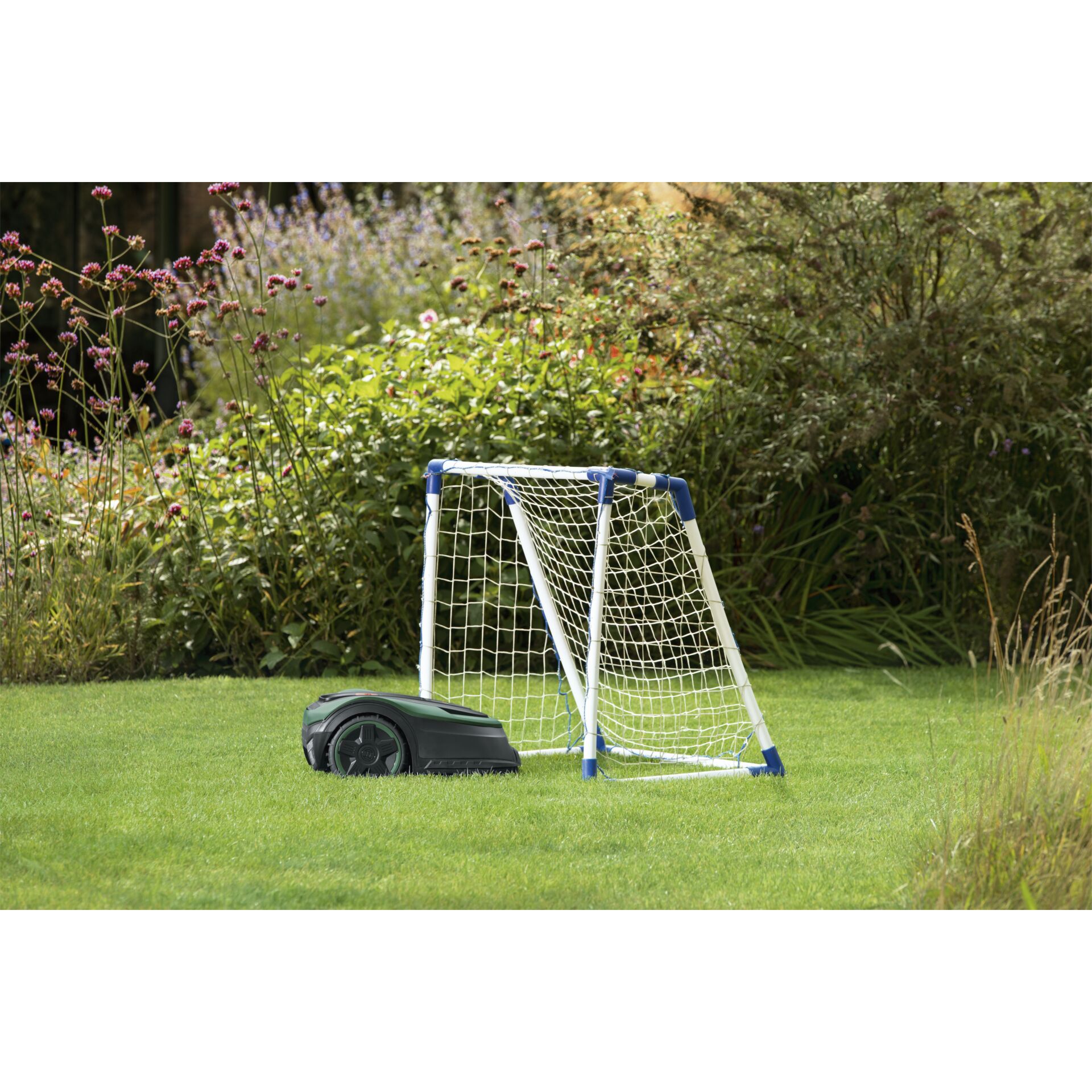 Gras, Pflanze, Rasen