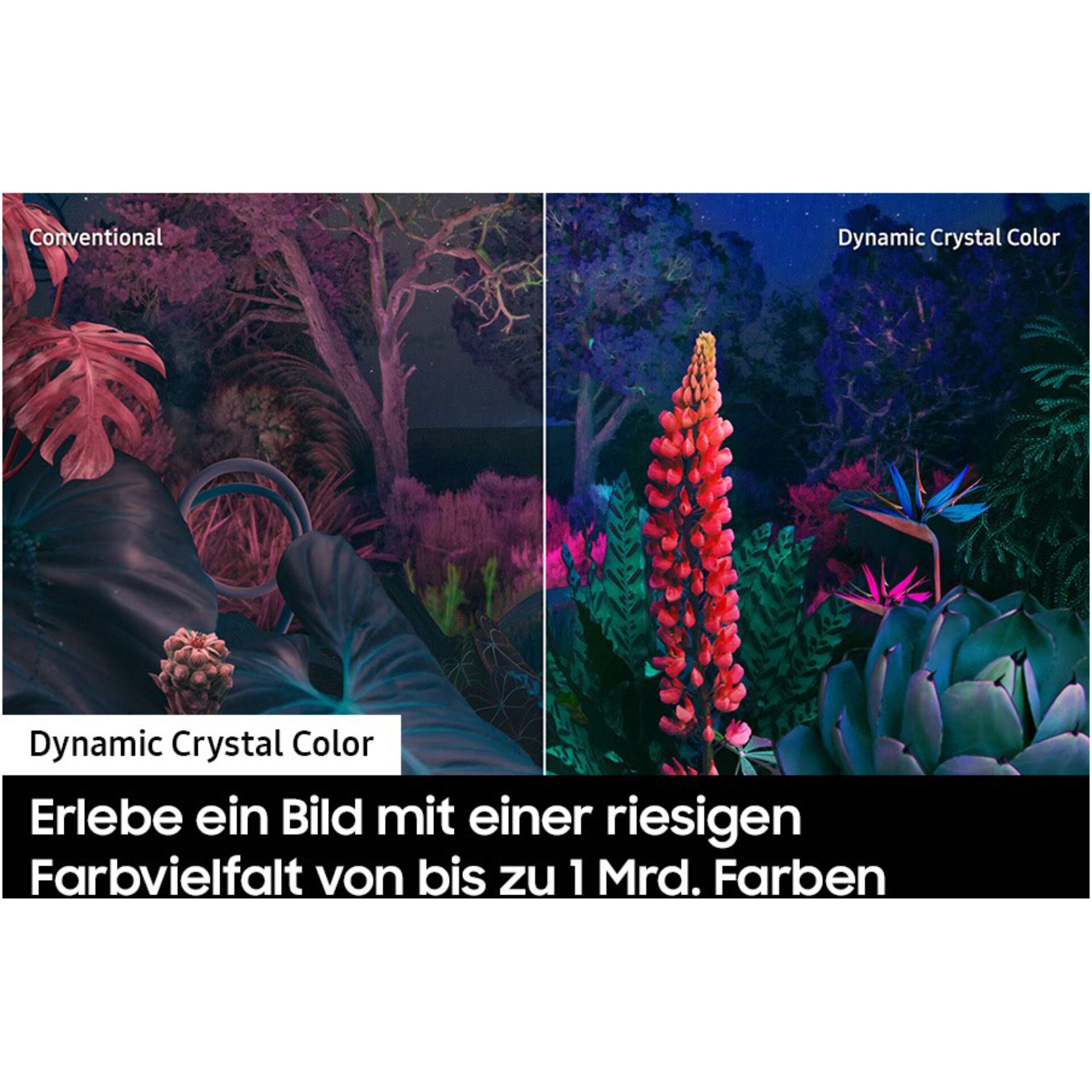 Pflanzenwuchs, Natur, Draußen, Riff, Meer