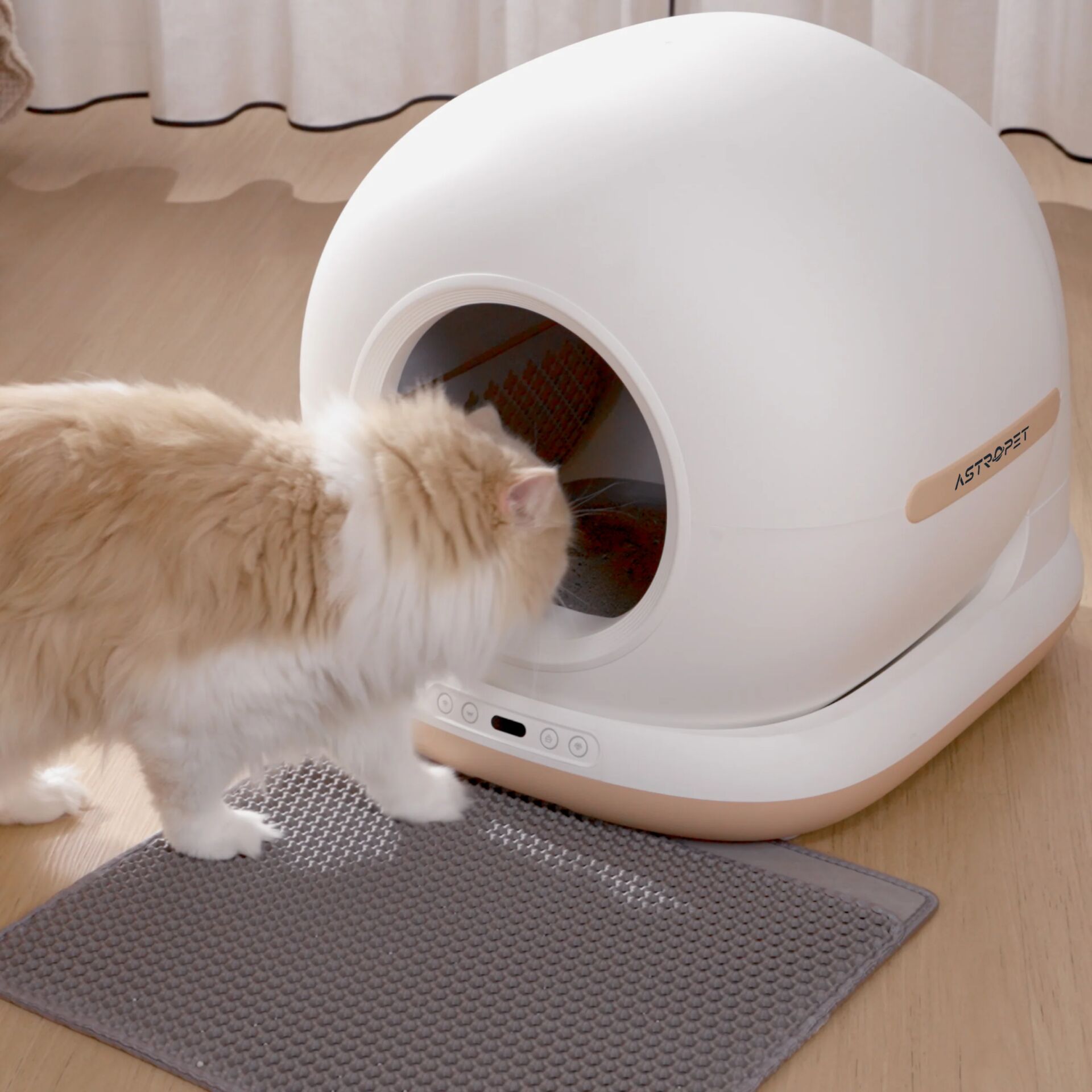 Tier, Katze, Säugetier, Haustier