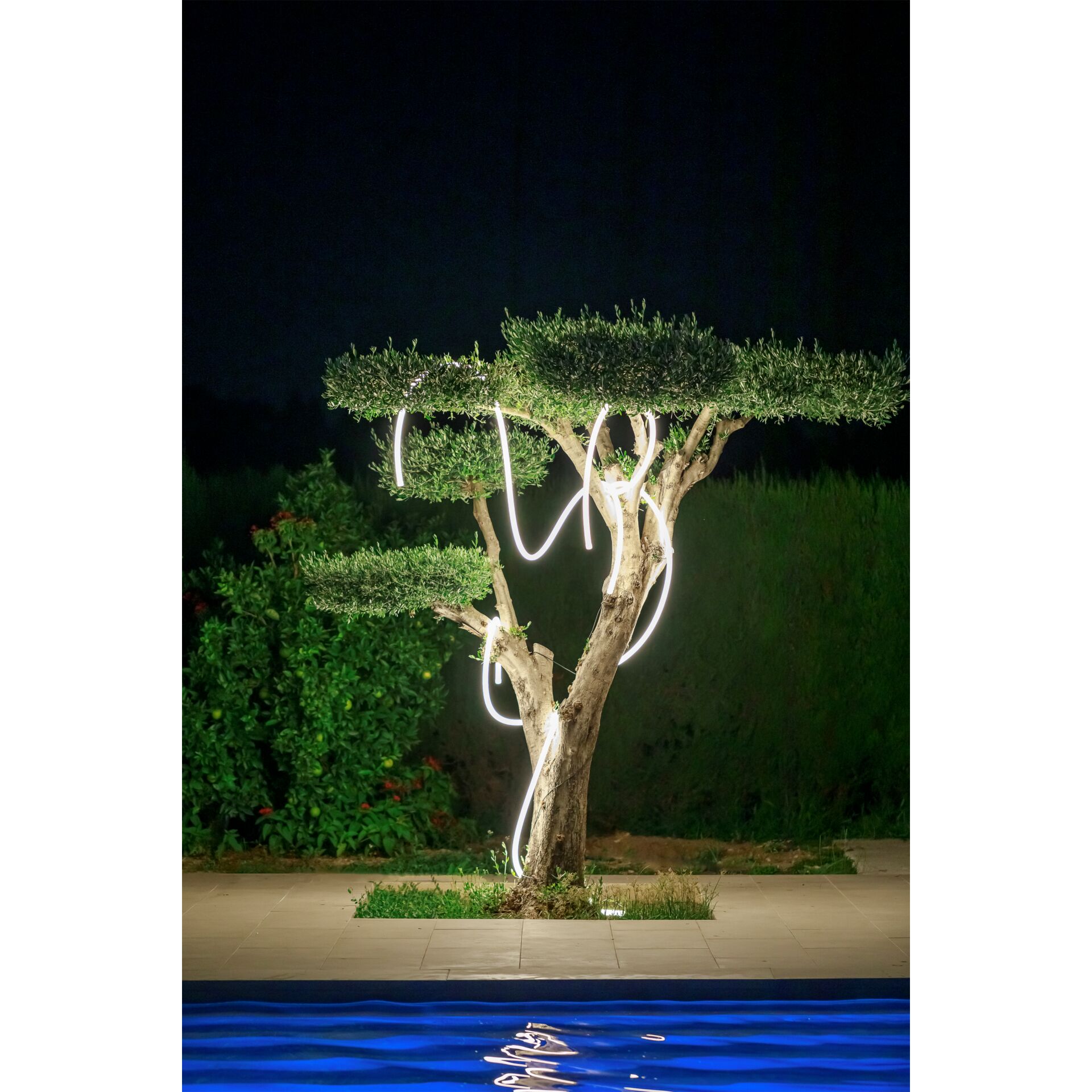 Pflanze, Pflanze im Topf, Baum, Baumstamm
