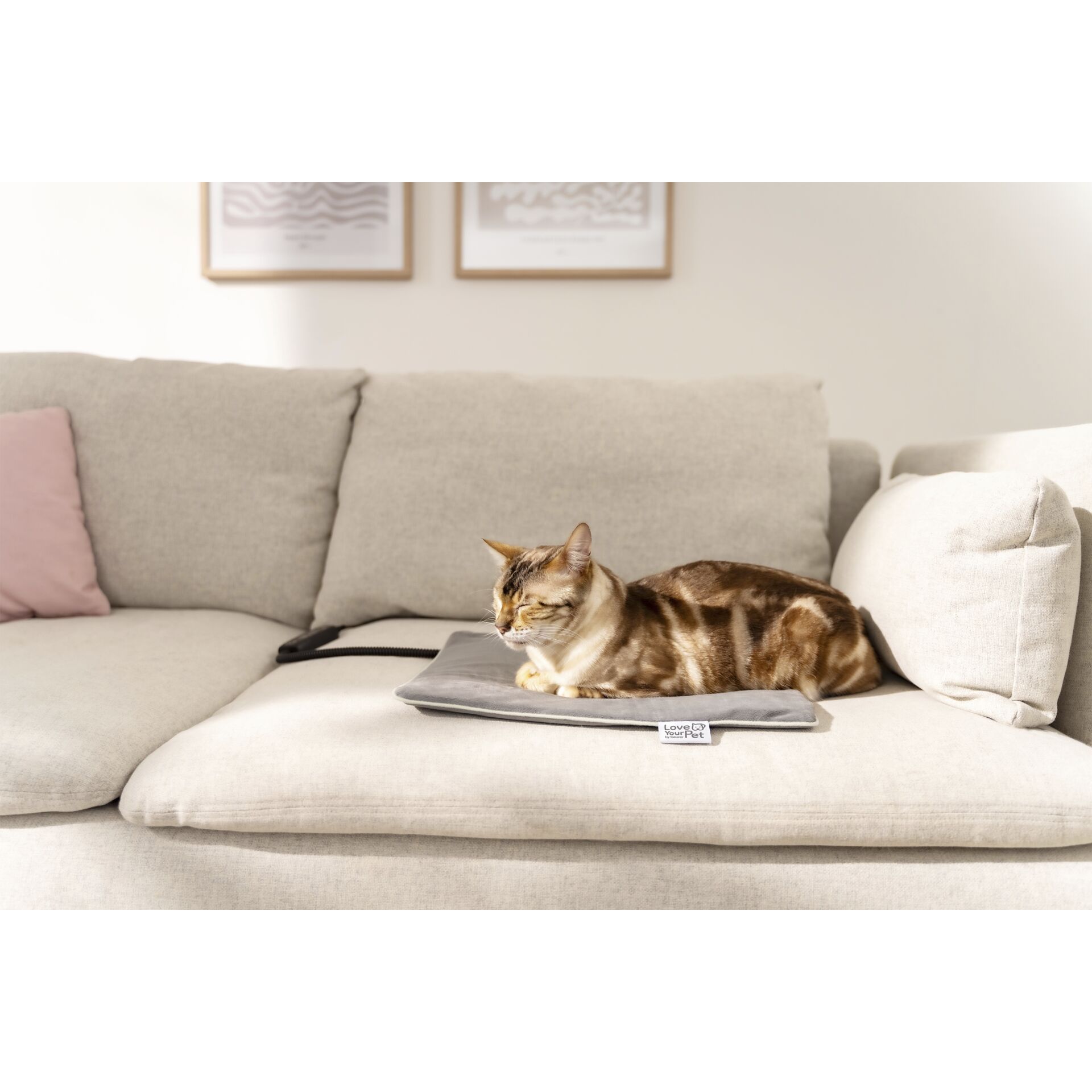 Kissen, Dekoration für Zuhause, Couch, Innenarchitektur, Katze