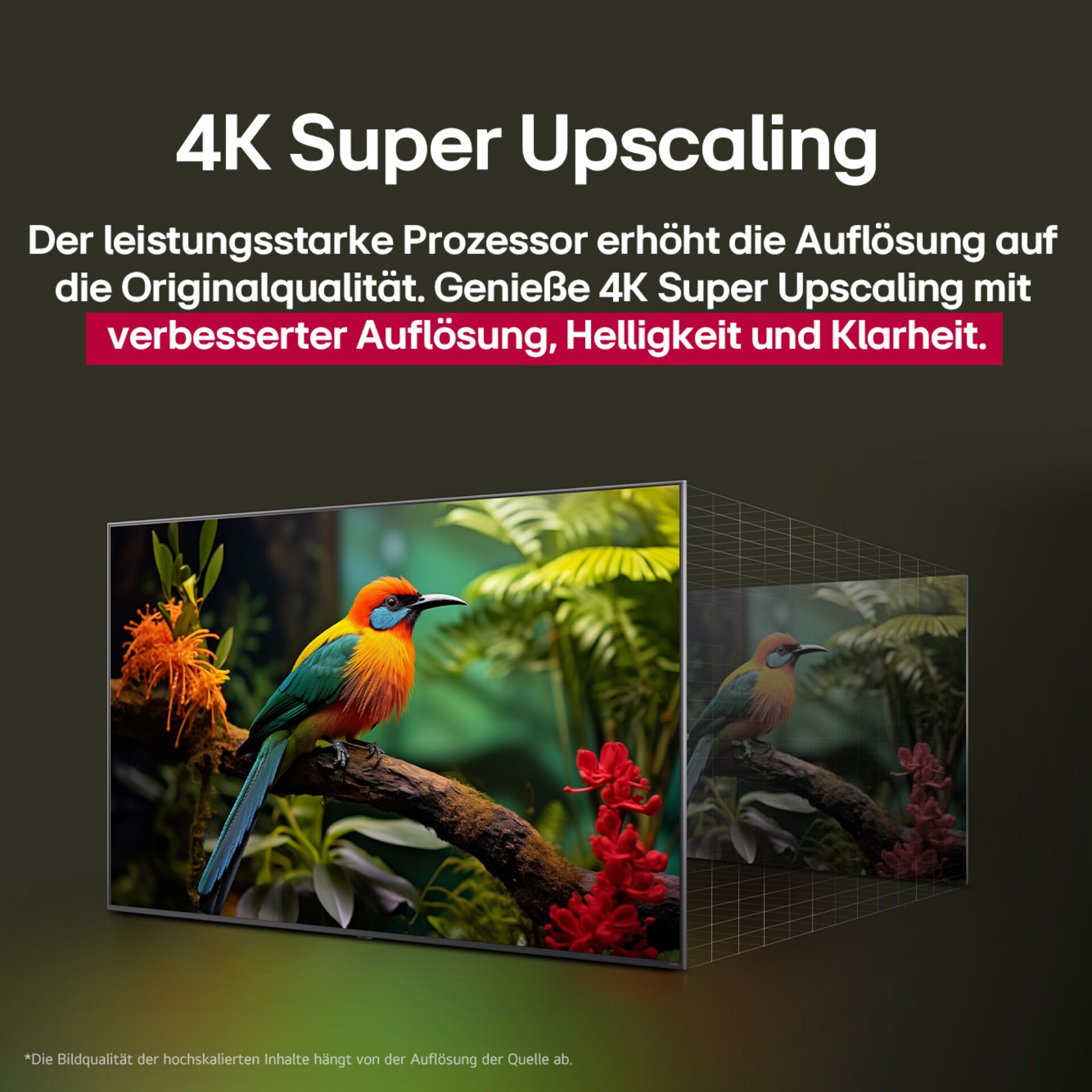 4K, Fernseher, LED, Vogel, Natur