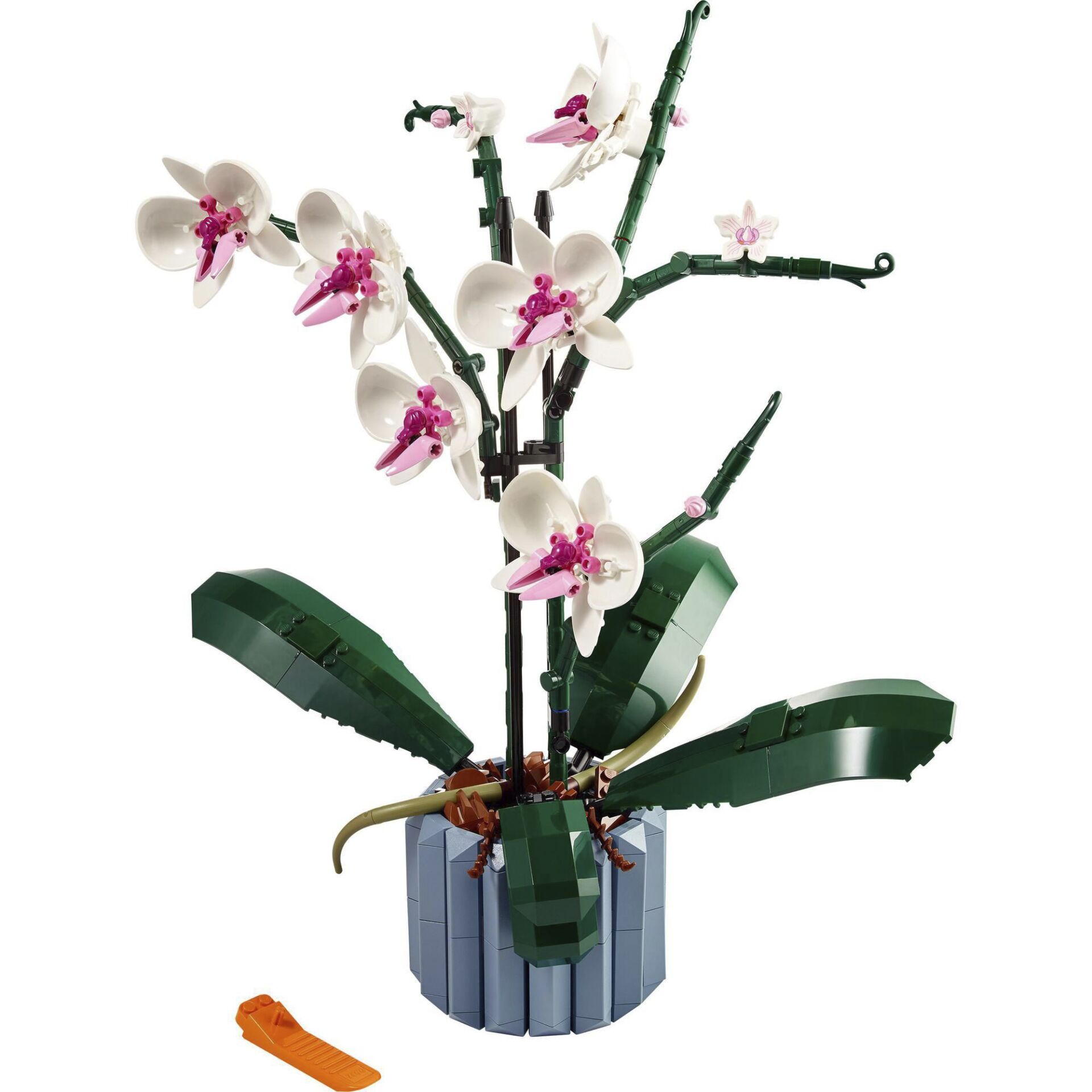 Blume, Blumen-Arrangement, Pflanze, Ikebana, Orchidee
