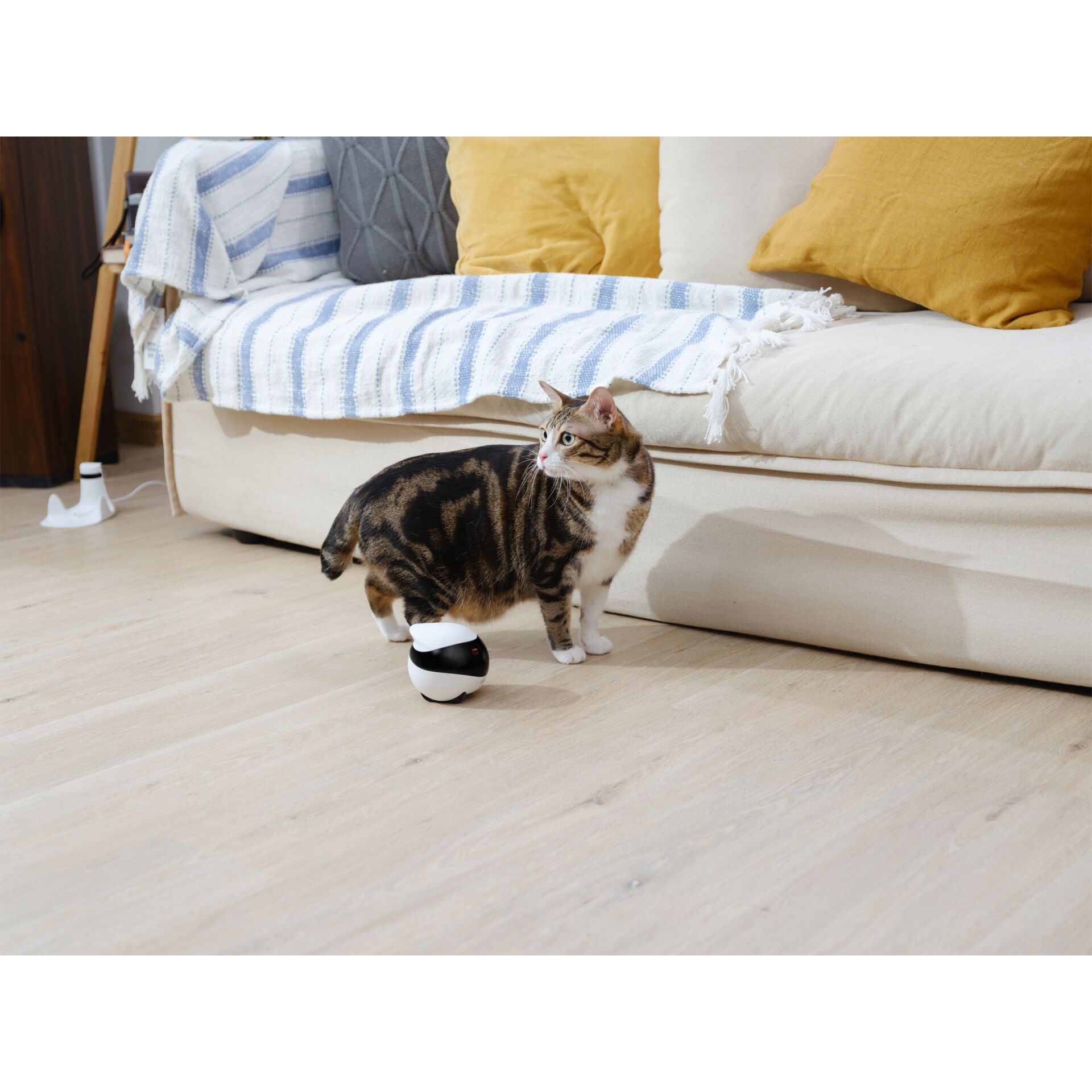 Innenarchitektur, Holz, Couch, Kissen, Hartholz, Innenarchitektur, Holz, Couch, Kissen, Hartholz