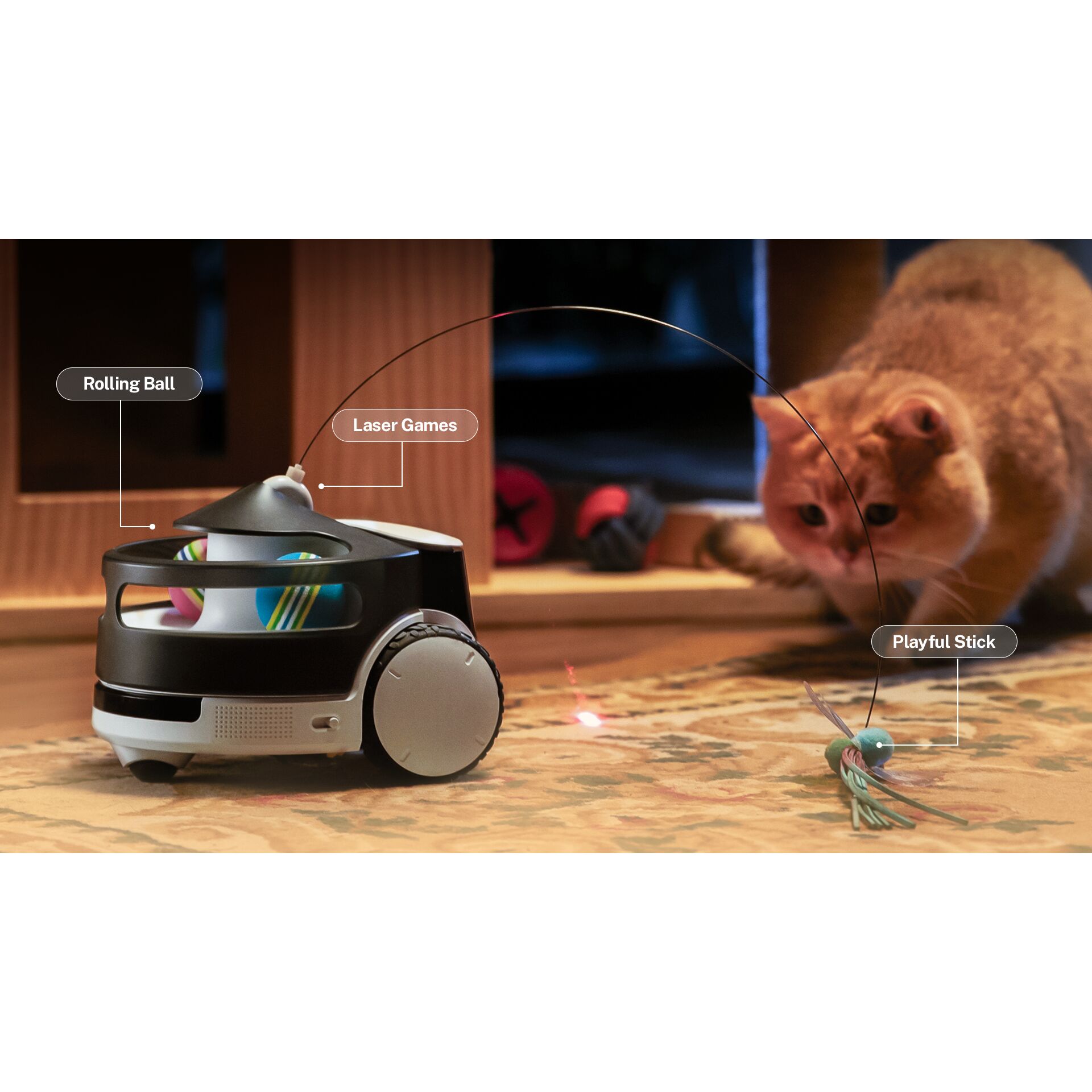 Computerausrüstung, Elektronik, Hardware, Katze, Haustier, Computerausrüstung, Elektronik, Hardware, Katze, Haustier