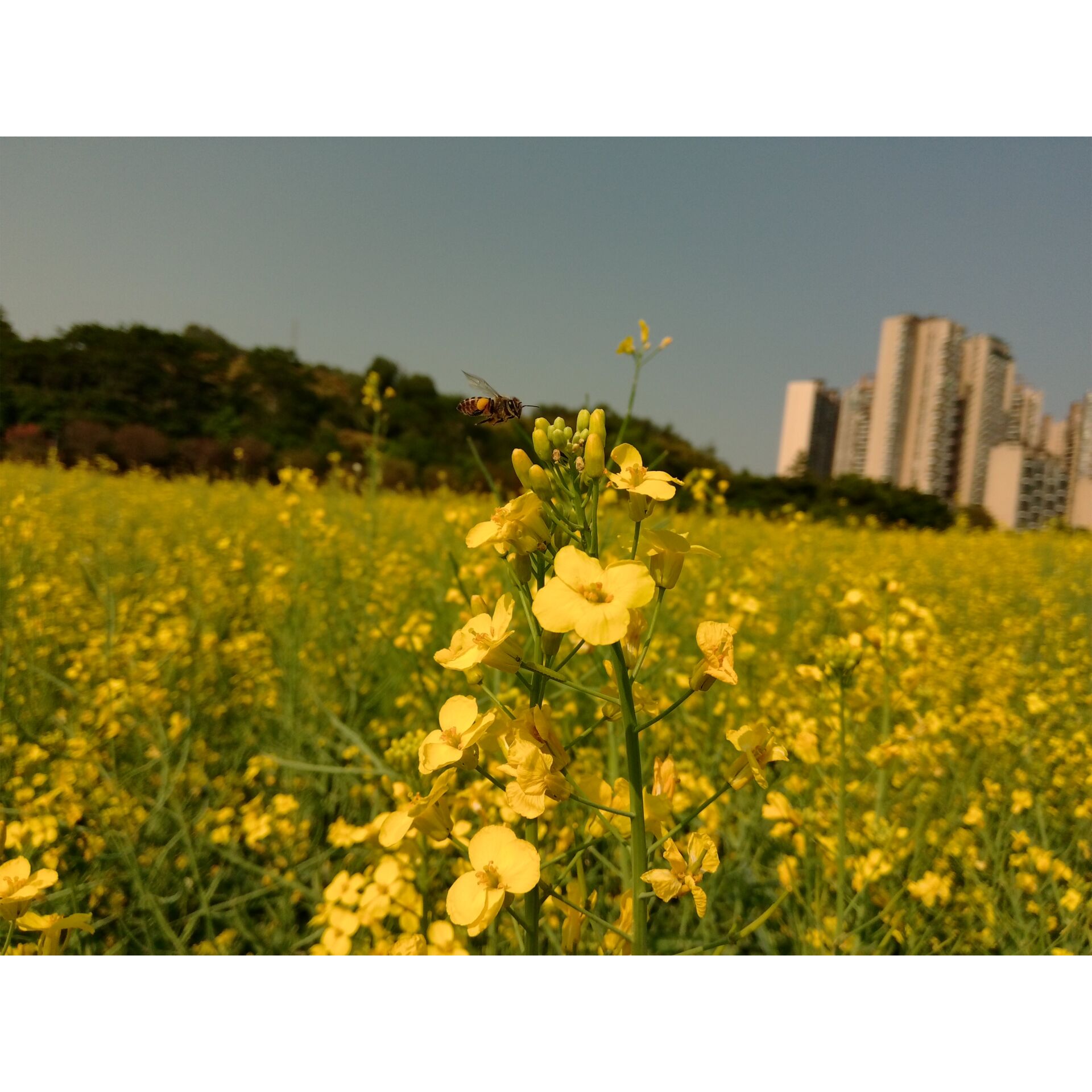 Gelbe Blumen, Rapsfeld, Biene, Städtischer Hintergrund, Blumenfeld