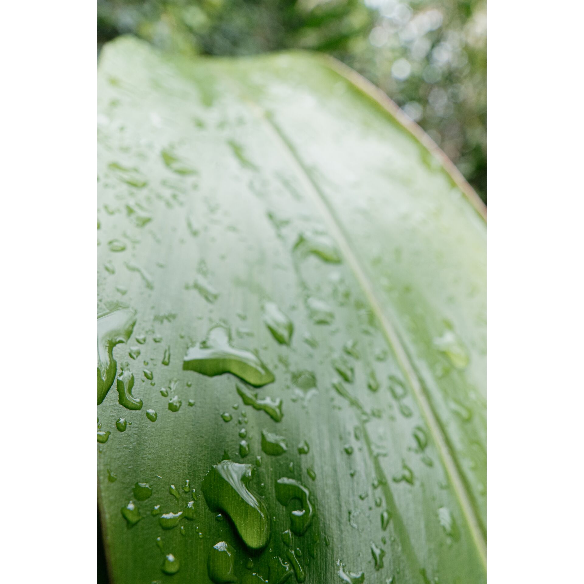 Blatt, Pflanze, Blatt, Pflanze