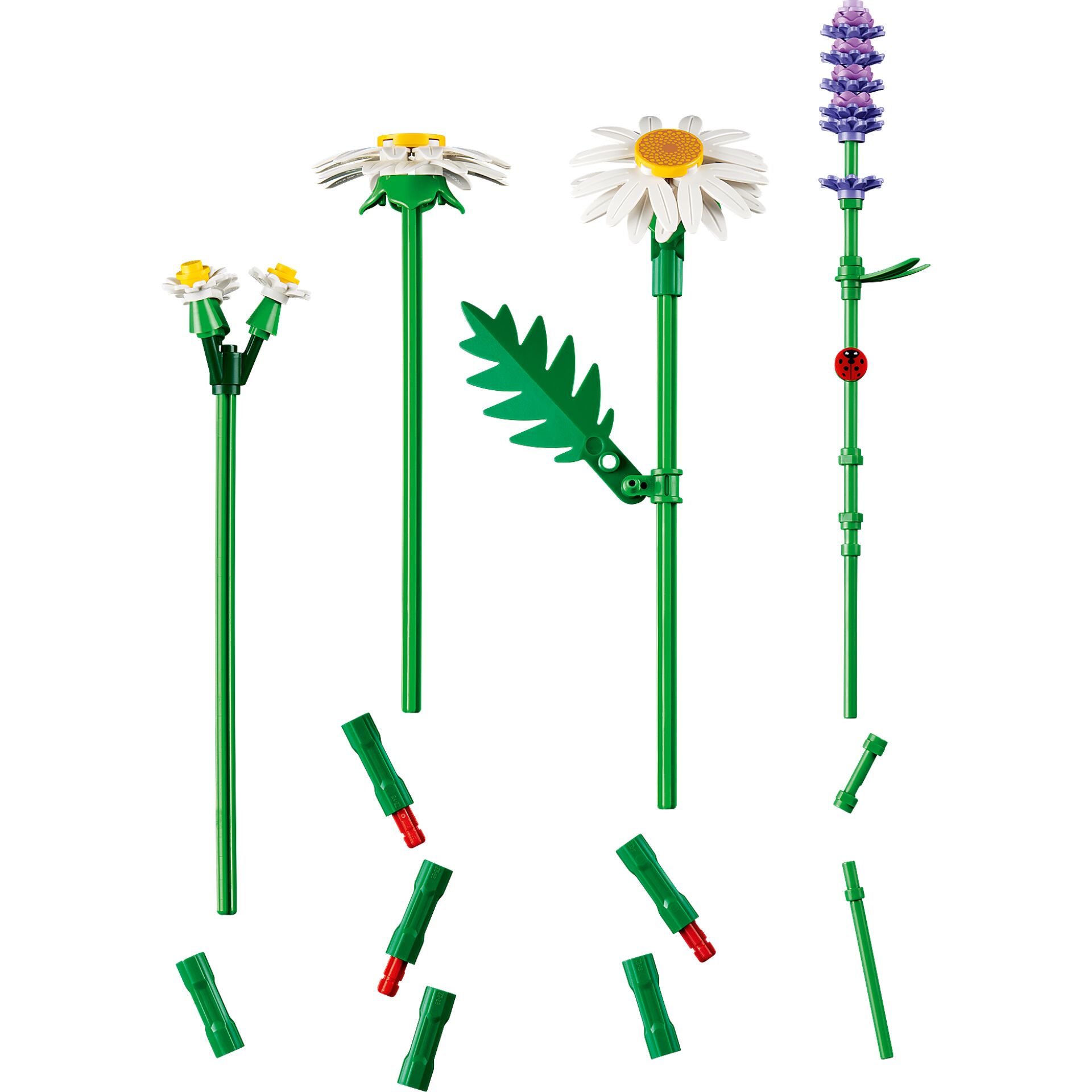 Gänseblümchen, Blume, Pflanze, Gras