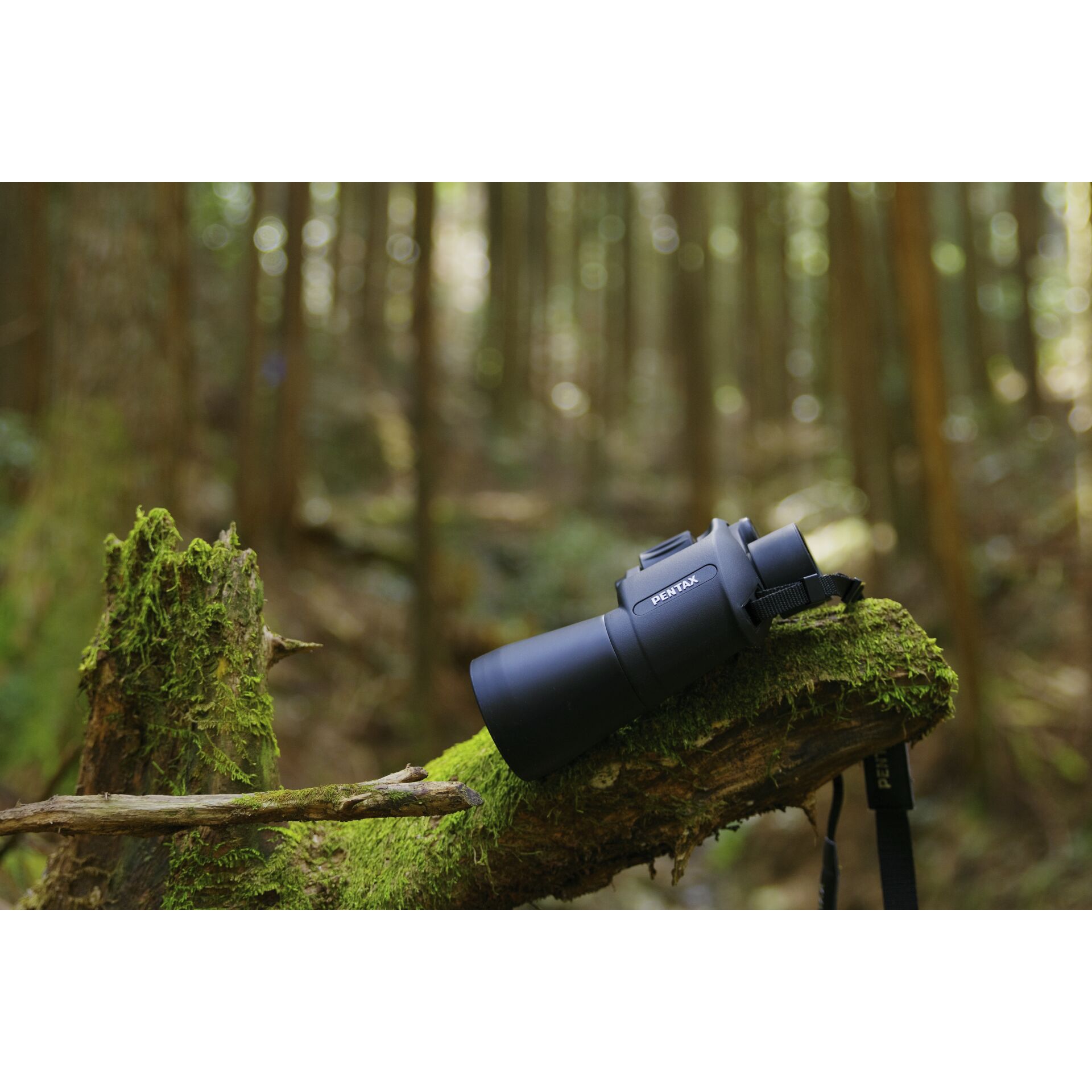 Photographie, Pflanze, Baum, Moos