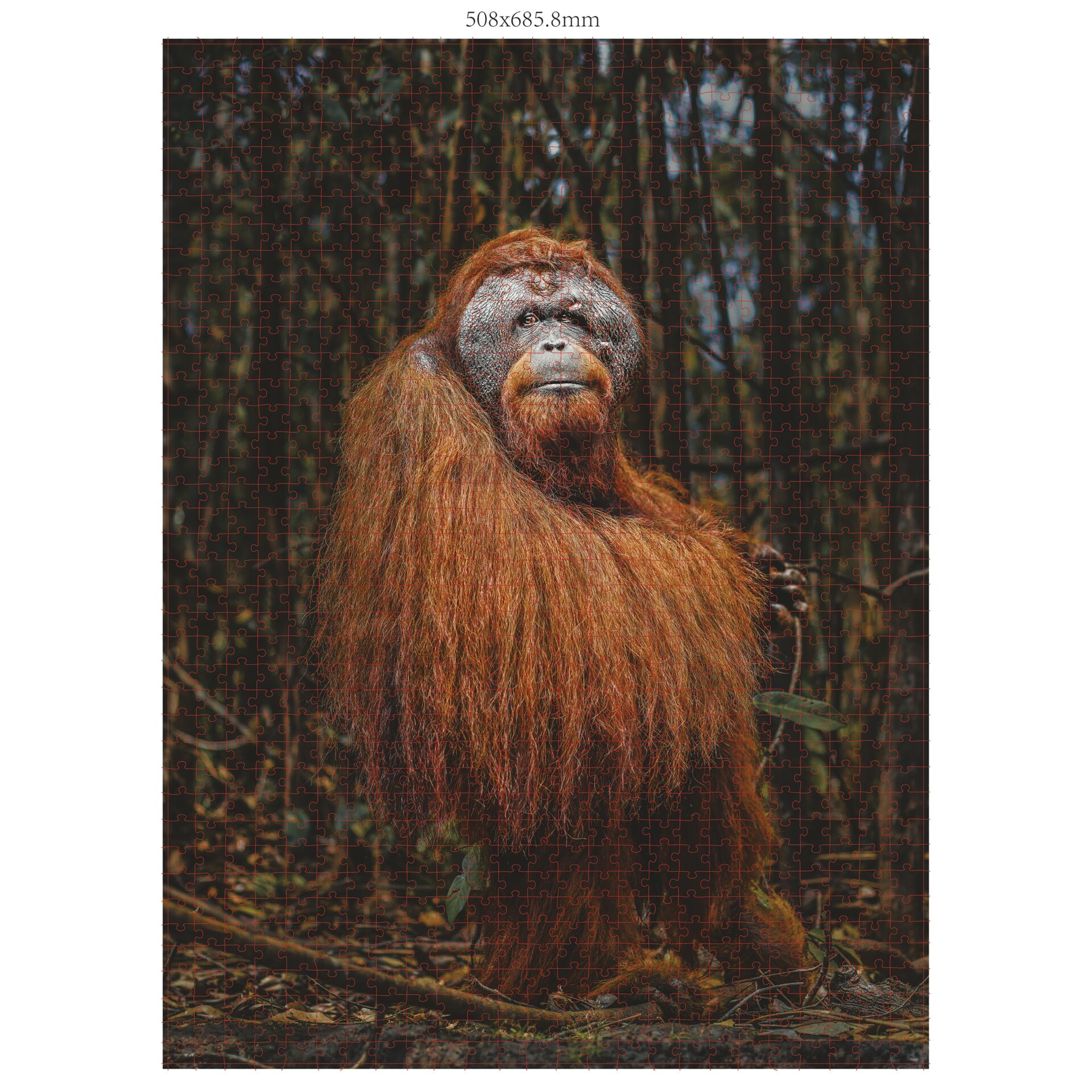 Tier, Säugetier, Affe, Wildtiere, Orang-Utan