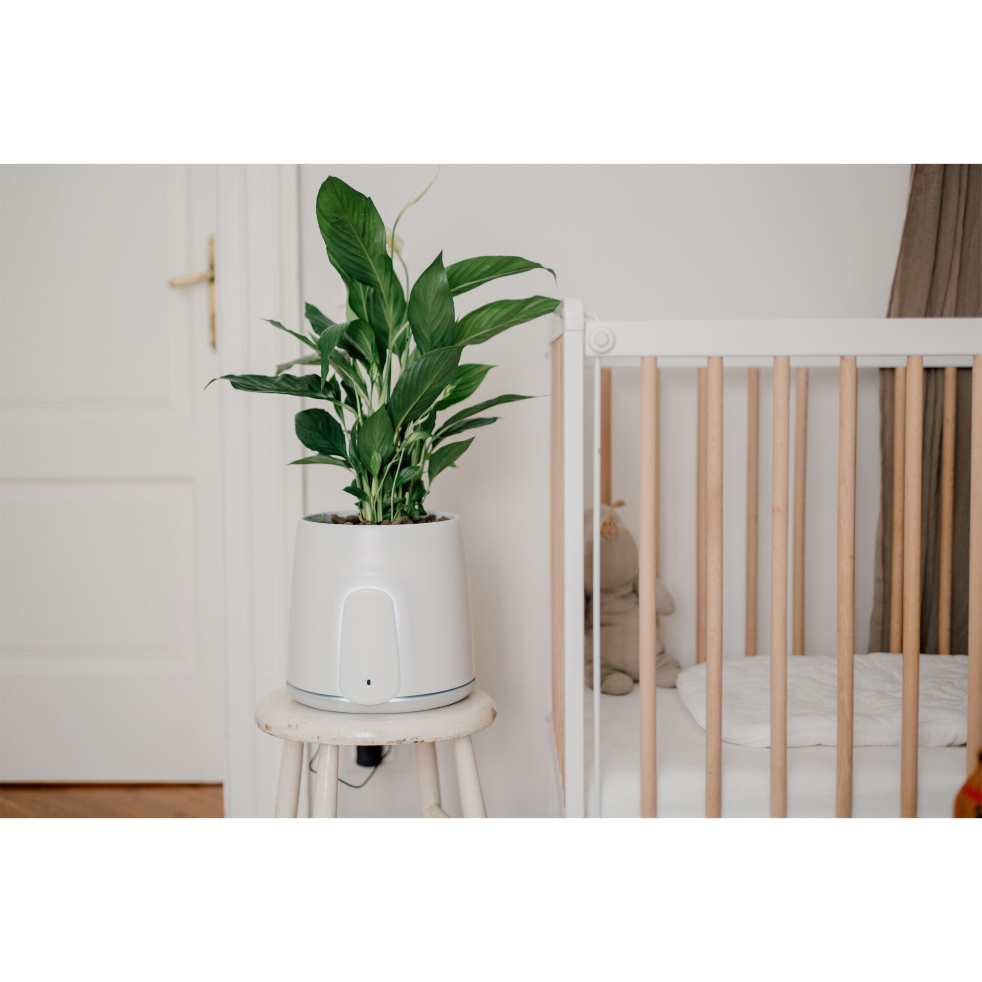 Pflanze, Pflanze im Topf, Innenarchitektur, Krippe, Mobiliar