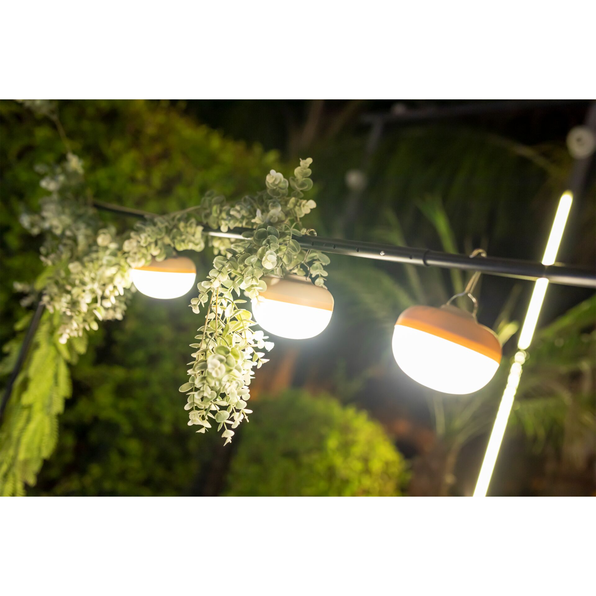 Beleuchtung, Blume, Pflanze