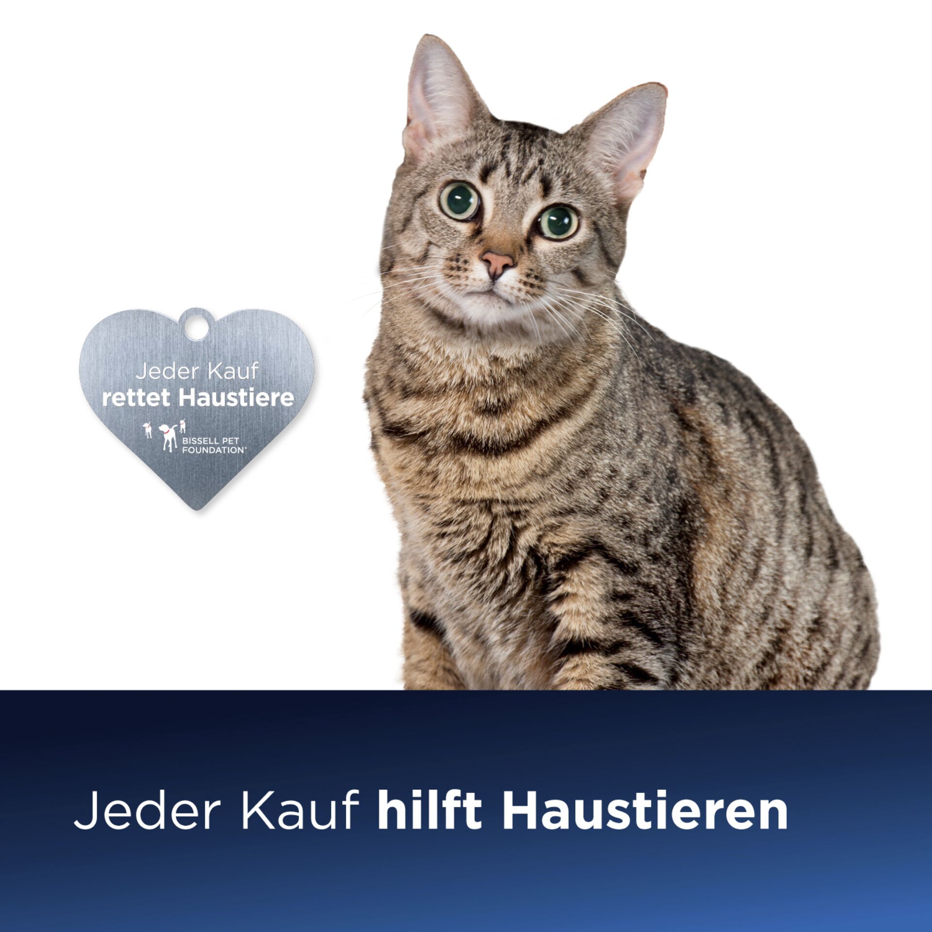 Tier, Katze, Säugetier, Haustier, Mann