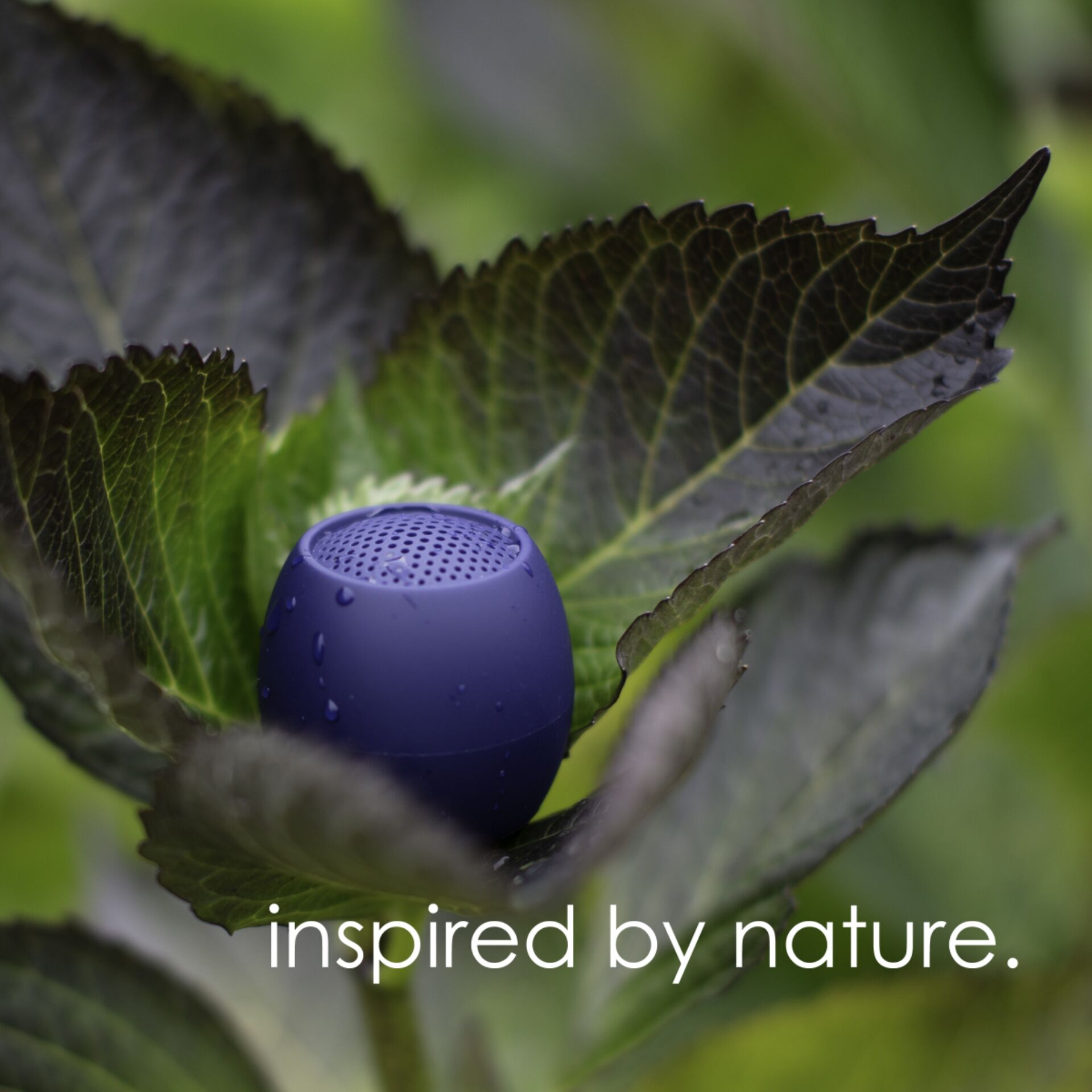 Beere, Blaubeere, Obst, Pflanze, Blatt