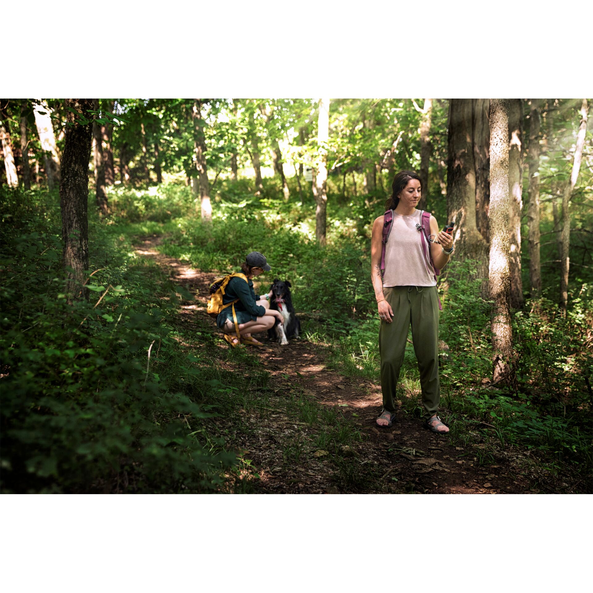 Pflanzenwuchs, Hain, Waldland, Gehen, Fotografieren