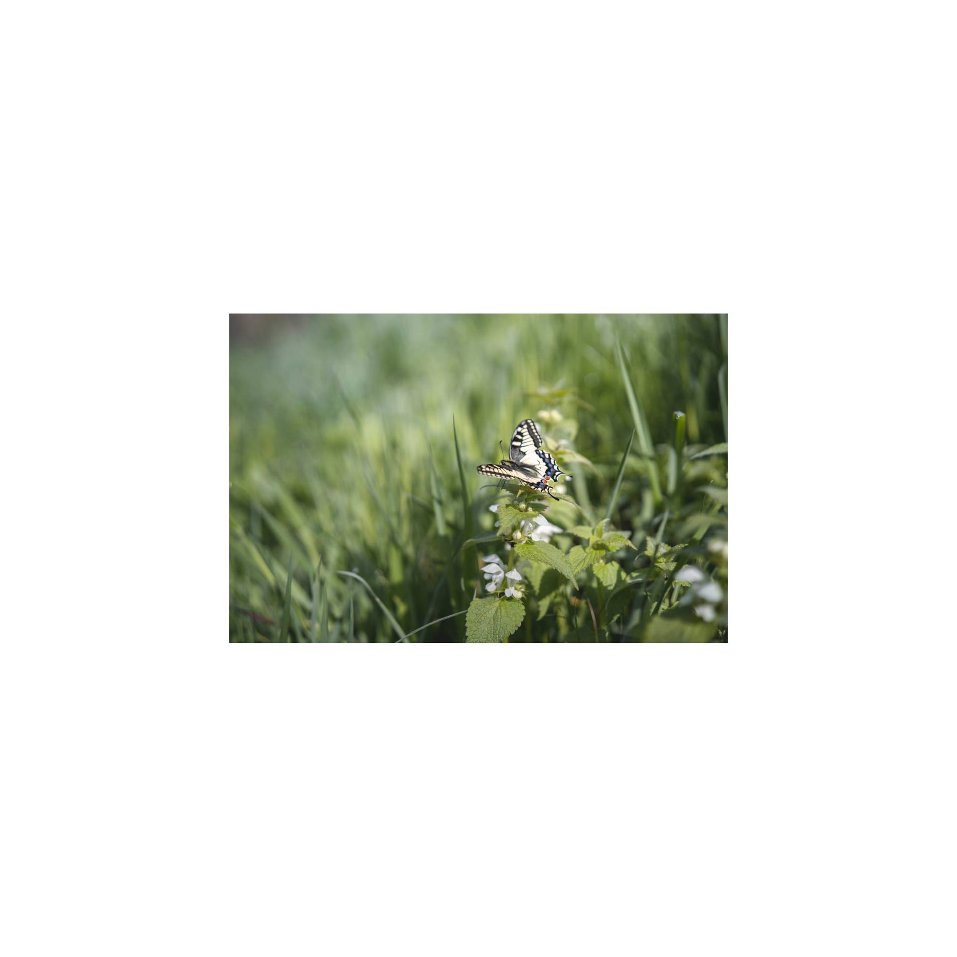 Gras, Pflanze, Blatt, Vegetation