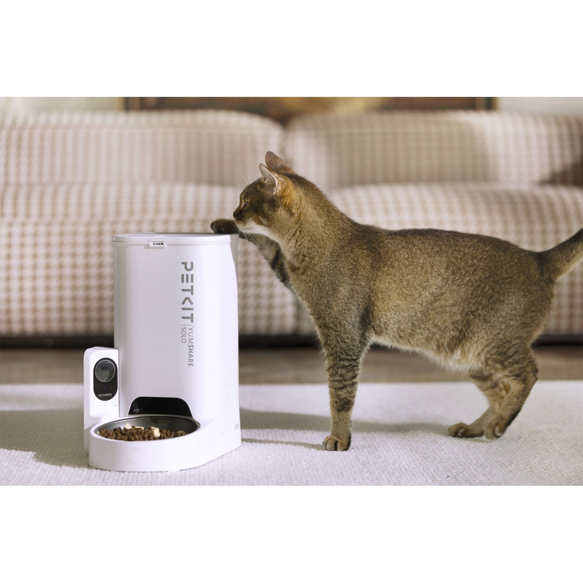 Elektronik, Sprecher, Abessinisch, Katze, Haustier