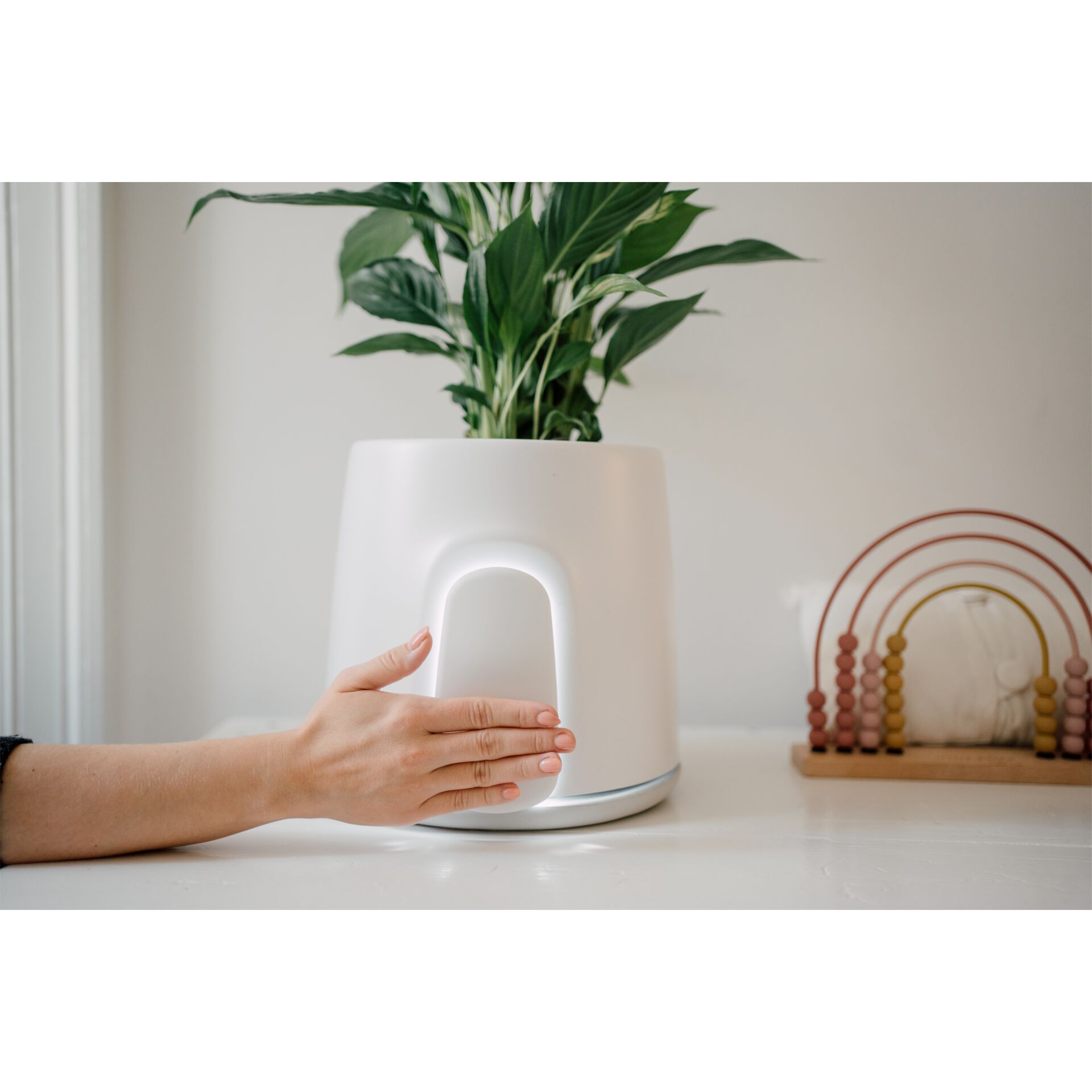 Pflanze, Pflanze im Topf, Krug, Pflanzgefäß, Töpferei