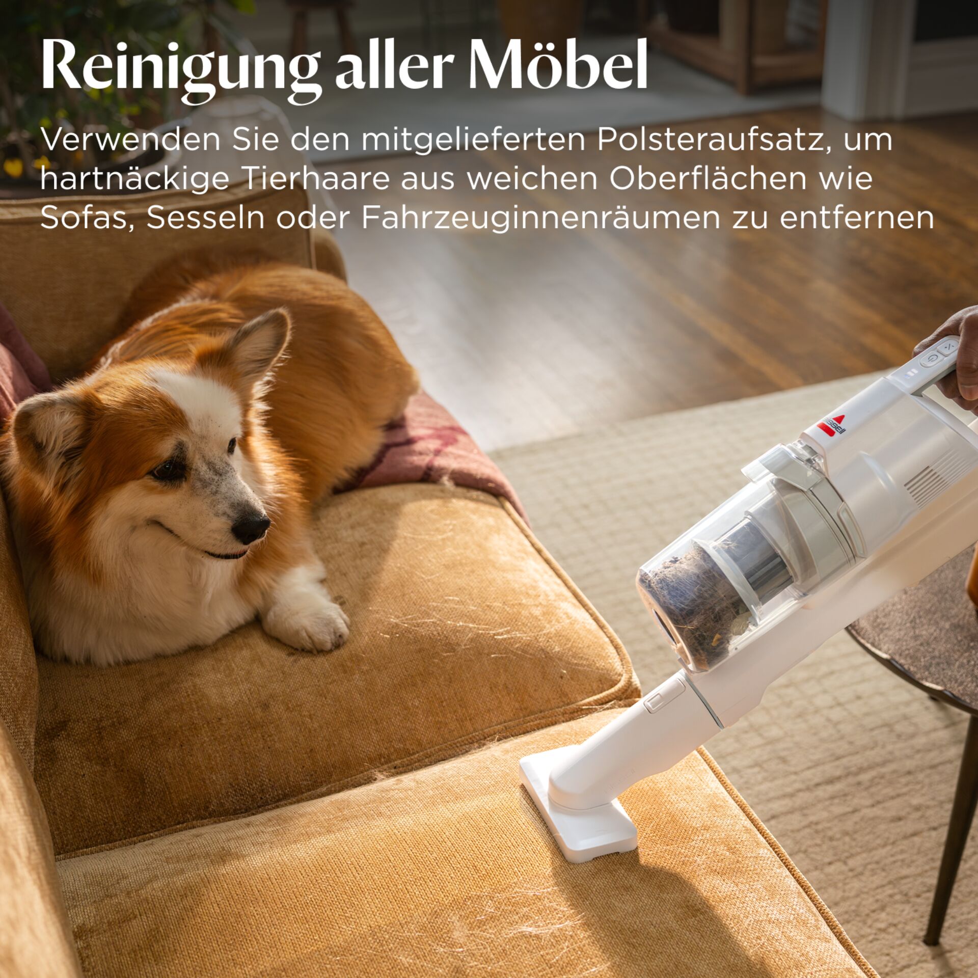 Drinnen, Innenarchitektur, Couch, Mobiliar, Hund