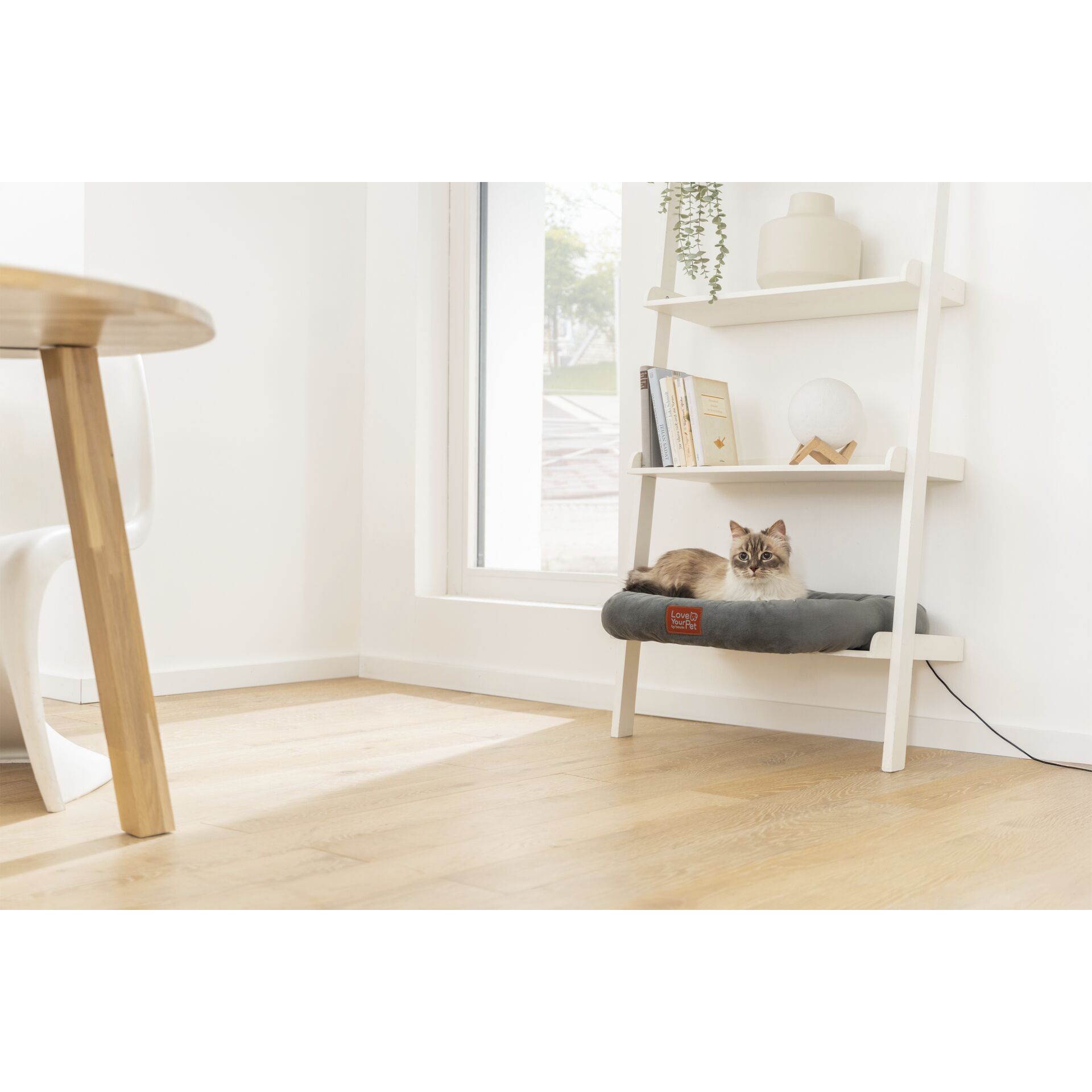 Drinnen, Innenarchitektur, Mobiliar, Katze, Haustier