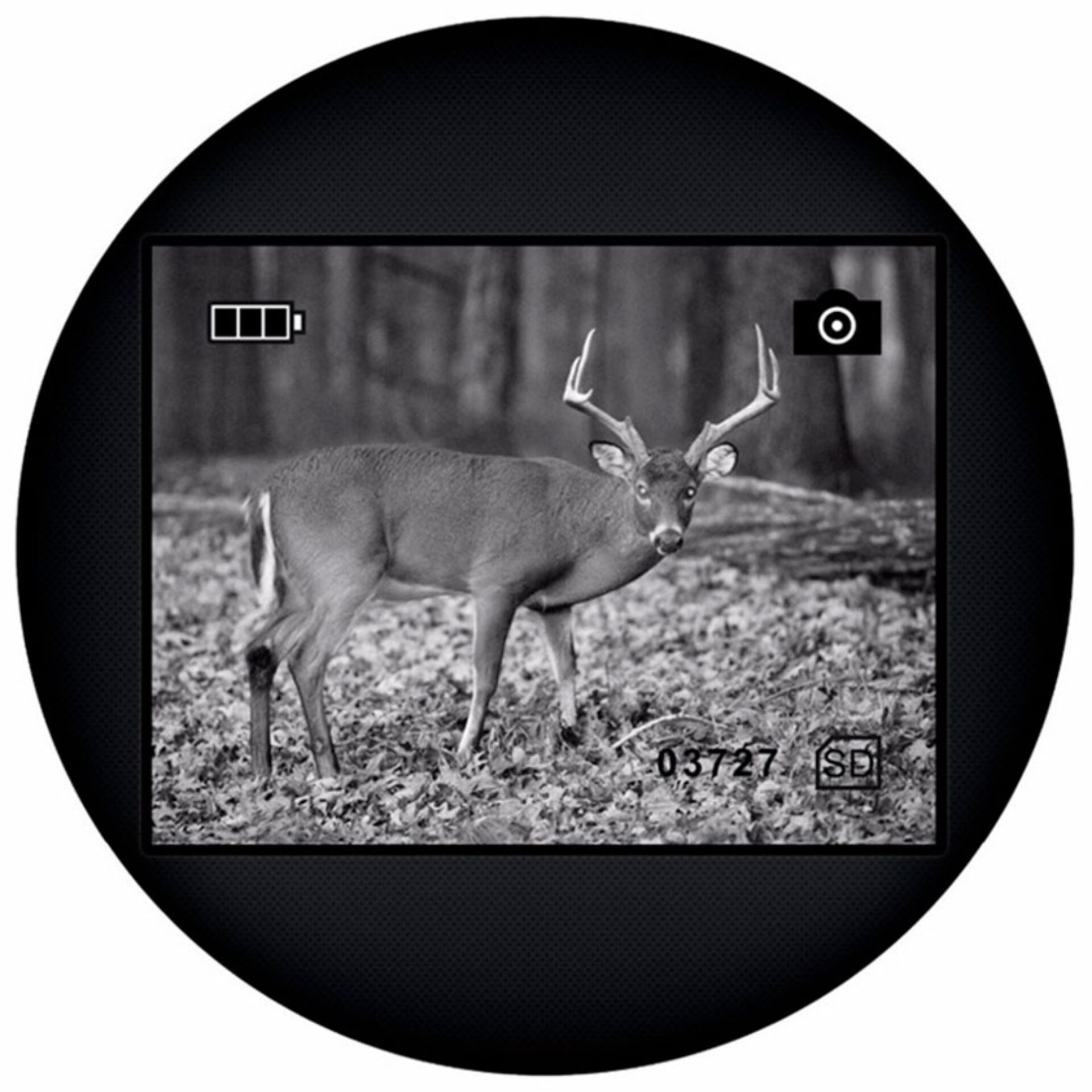 Hirsch, Wildtiere, Antilope, Photographie, Impala