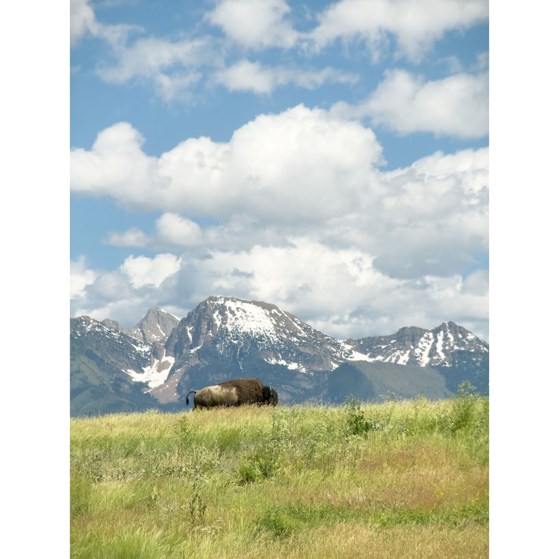 Bison, Grasland, Berge, Schnee-berge, Wolken