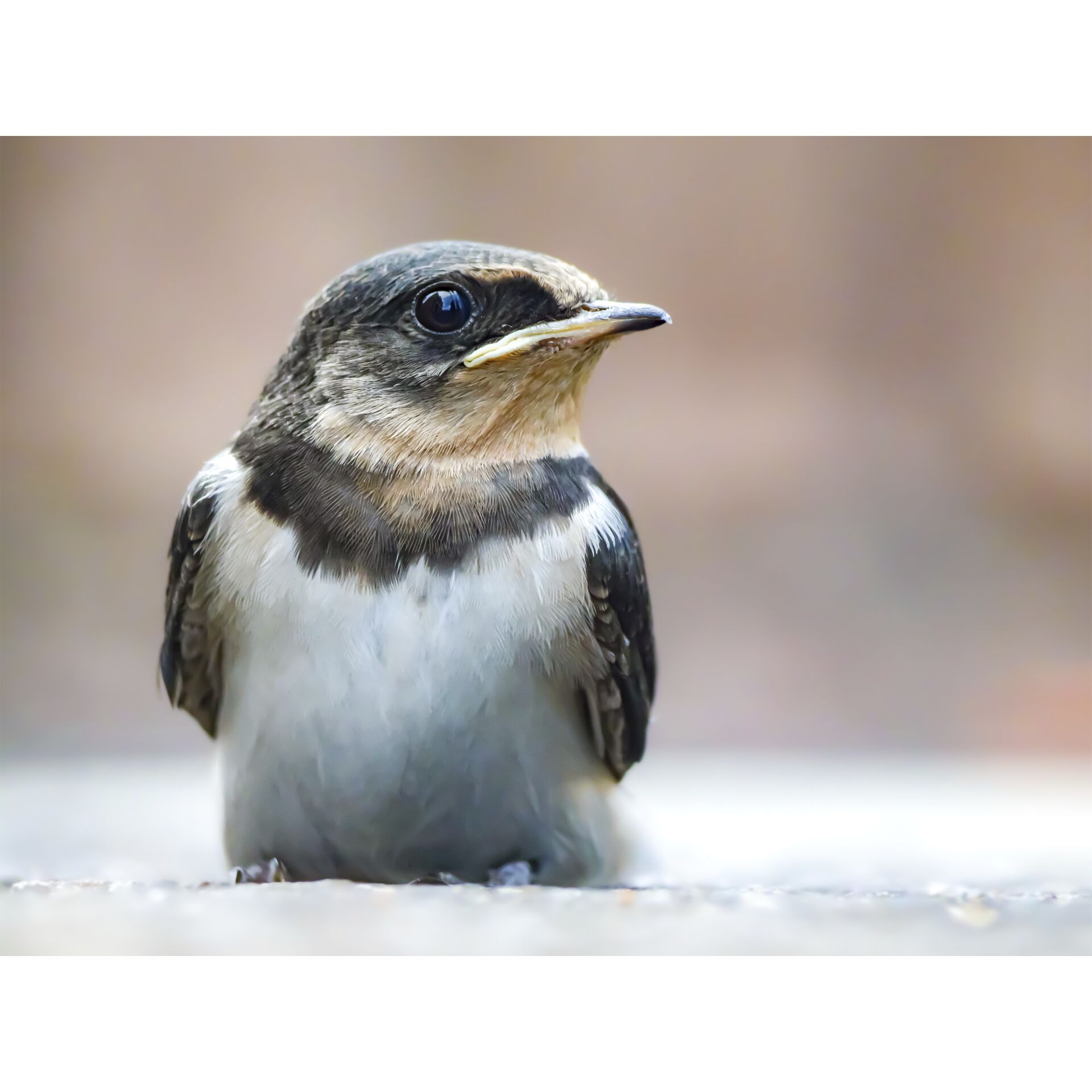 Tier, Vogel, Schnabel, Schwalben