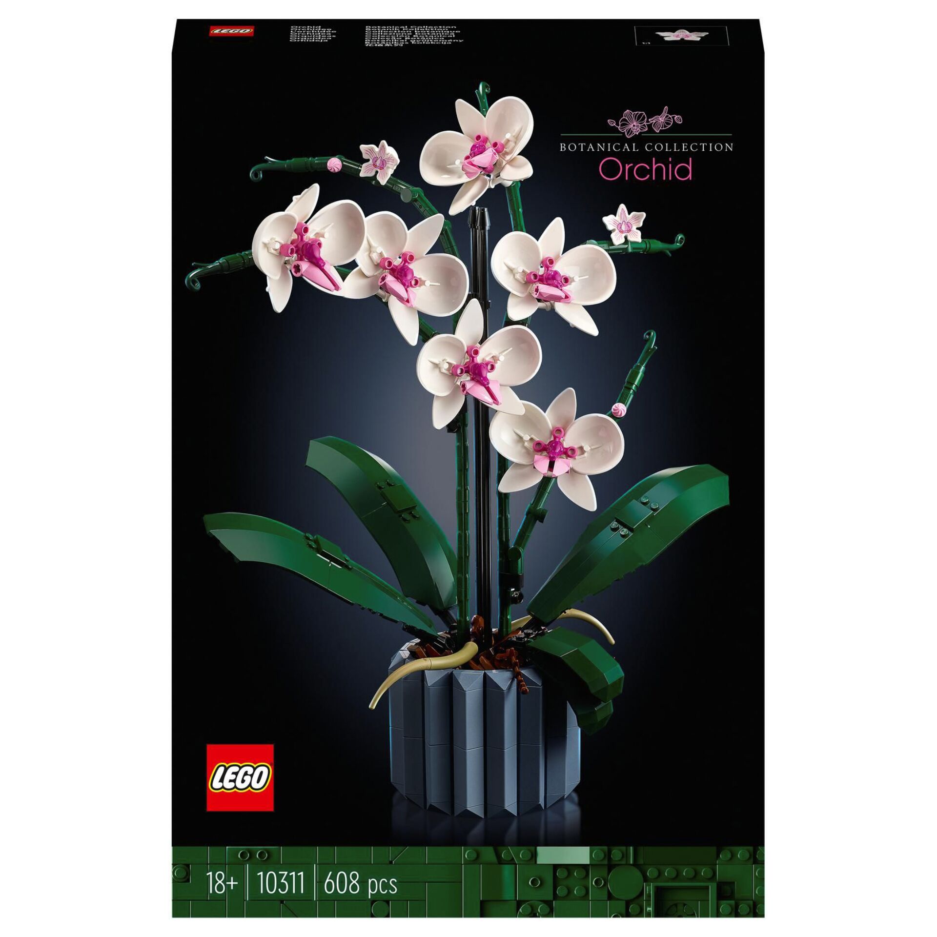 Blume, Pflanze, Blumen-Arrangement, Orchidee