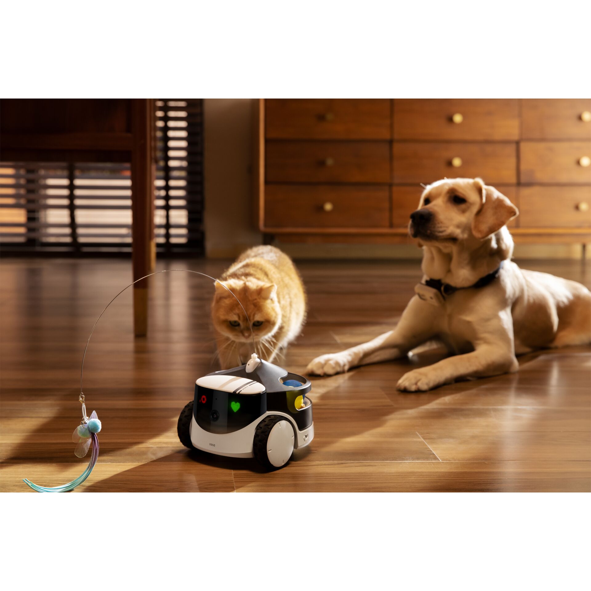 Holz, Innenarchitektur, Hartholz, Hund, Holz, Innenarchitektur, Hartholz, Hund