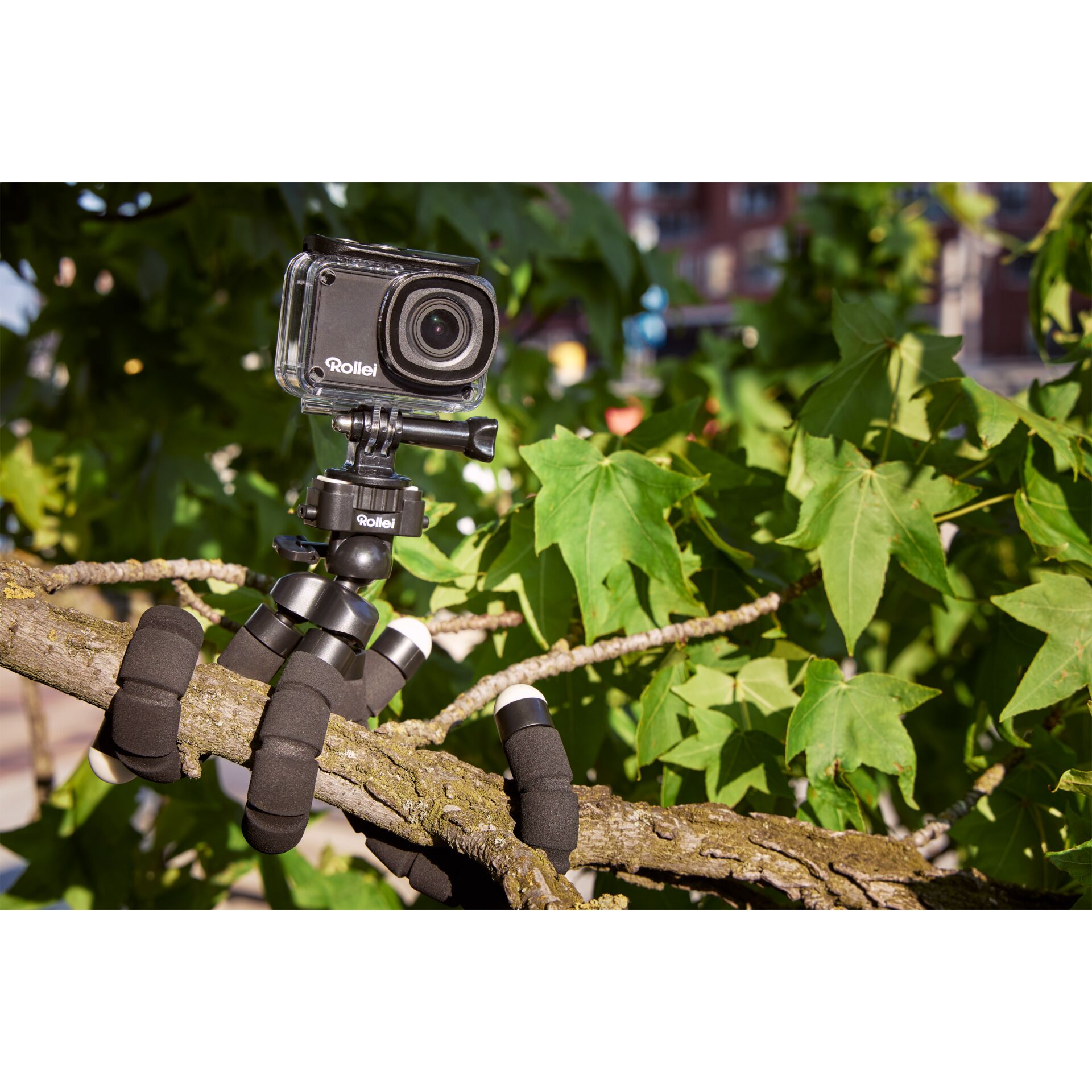 Elektronik, Videokamera, Photographie, Blatt, Pflanze