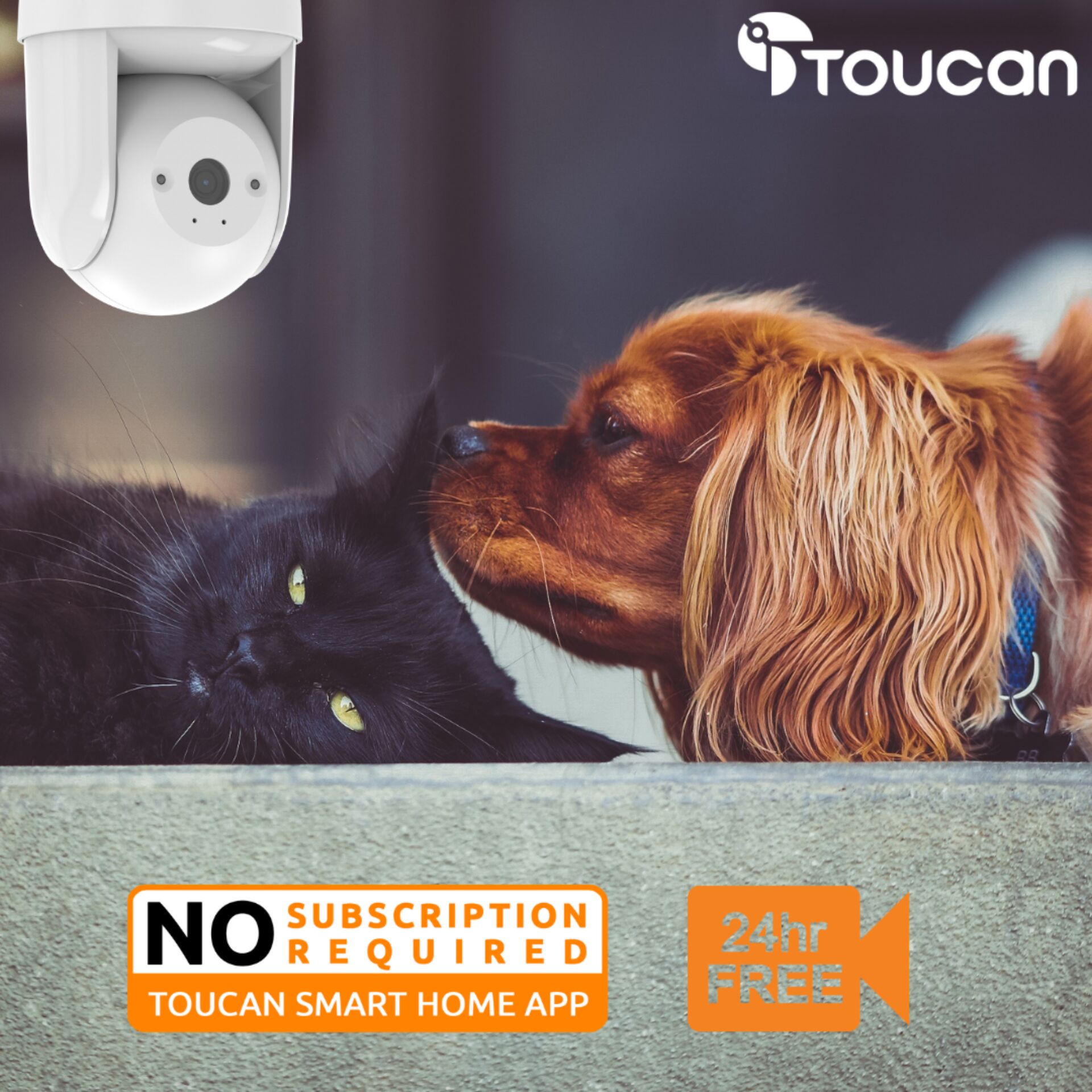 Schnauze, Werbung, Plakat, Hund, Haustier