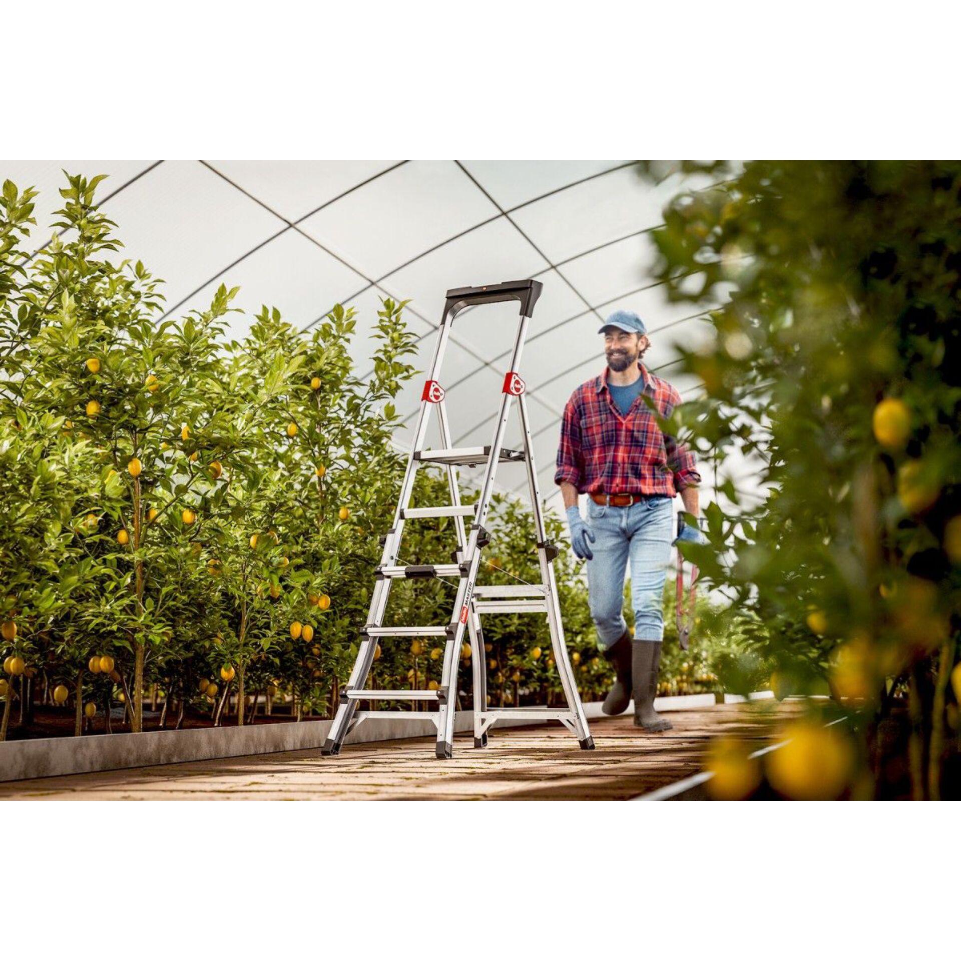 Leiter, Garten, Orangenbäume, Glashaus, Arbeitskleidung