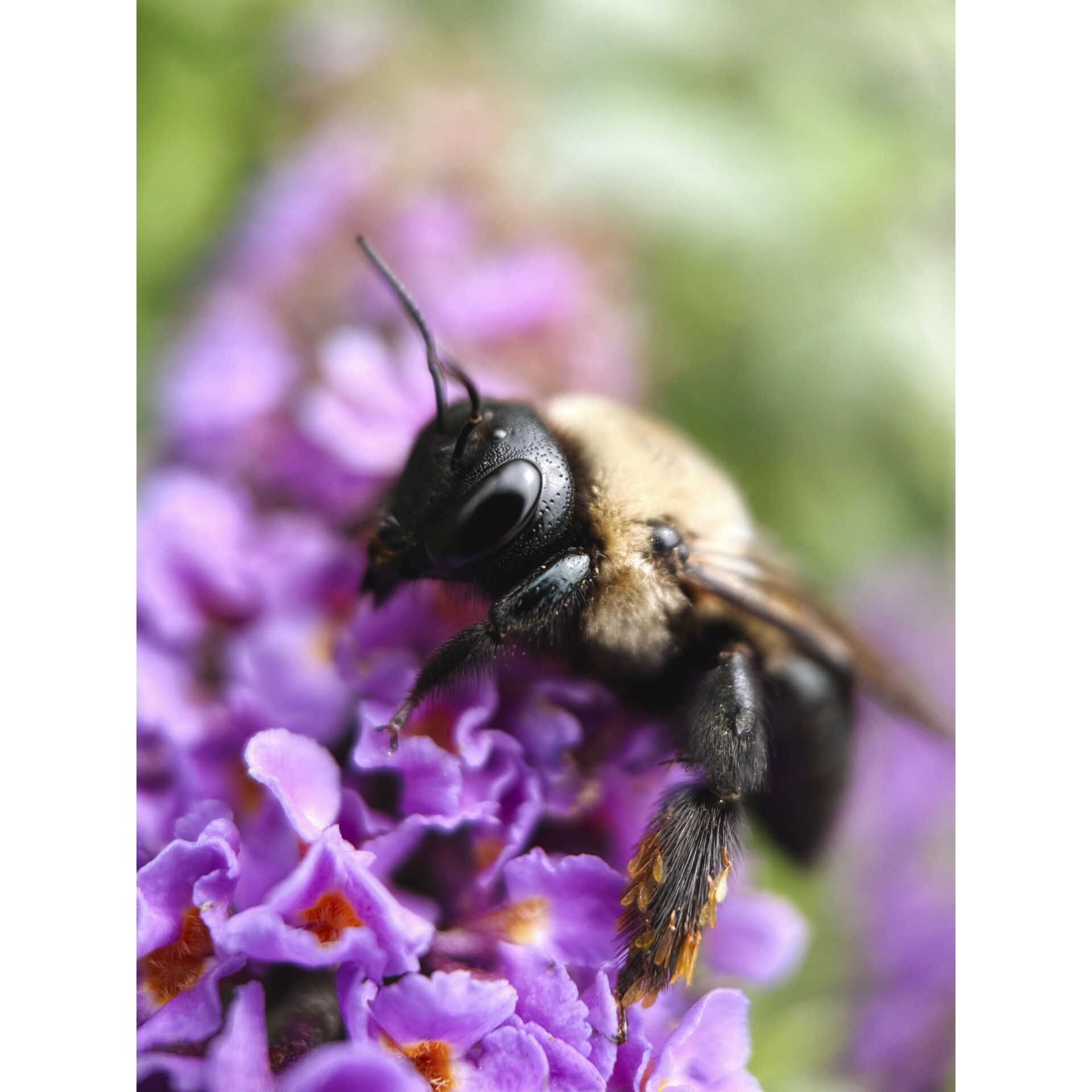 Tier, Apidae, Biene, Hummel, Honigbiene