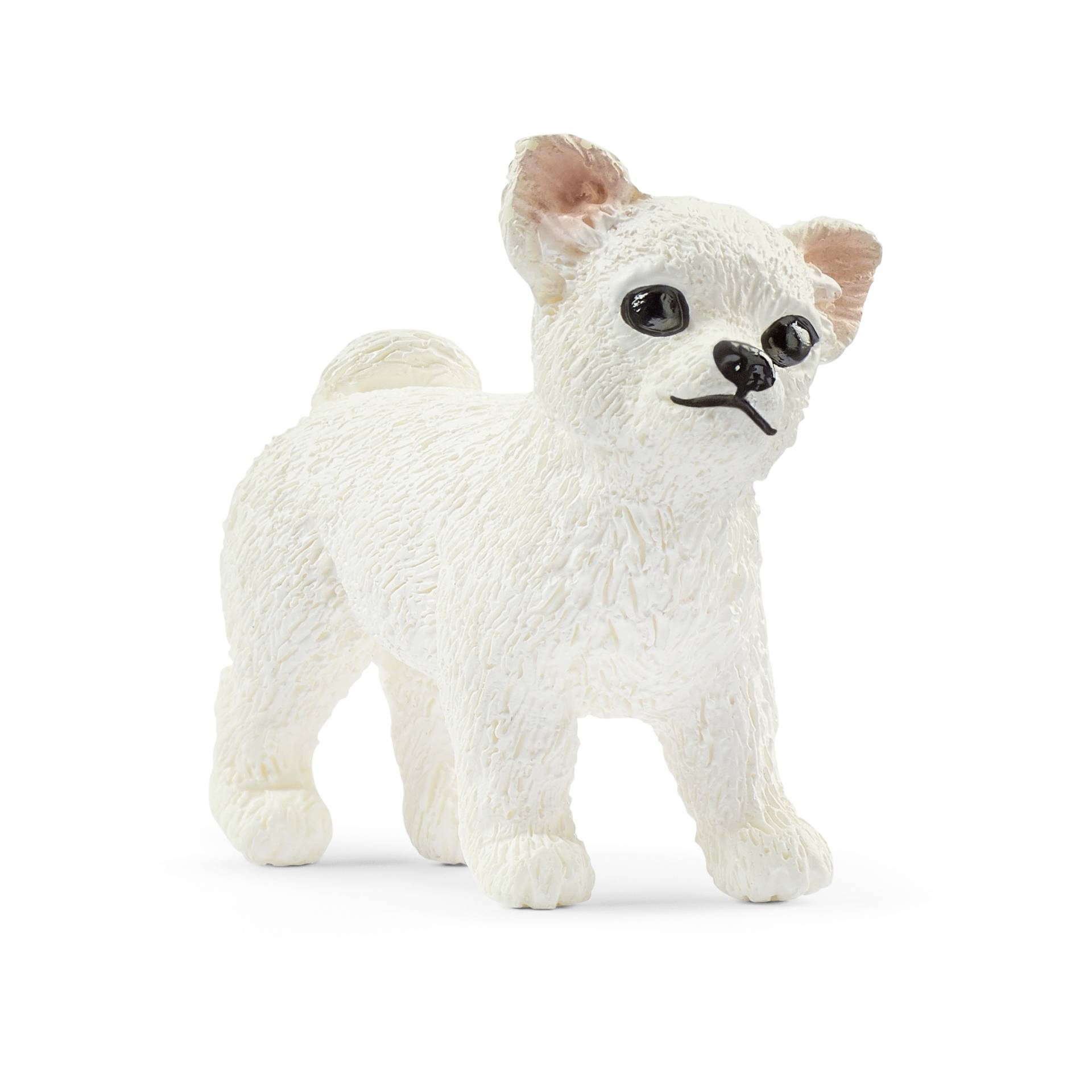 Säugetier, Haustier, Weißer Hund, Bär, Tierwelt