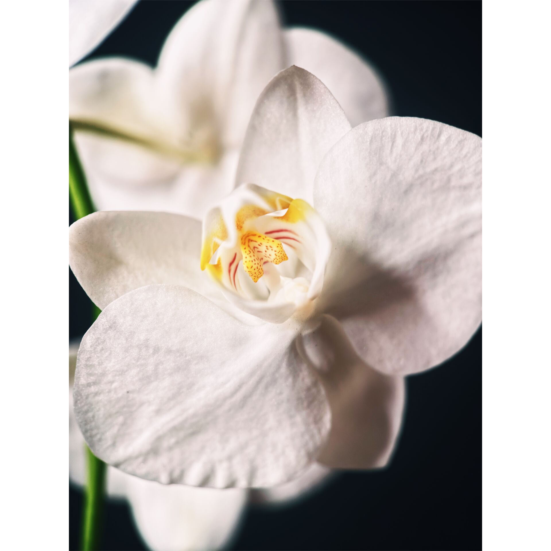 orchid, weiße orchid, Blume, Phalaenopsis, Blüte